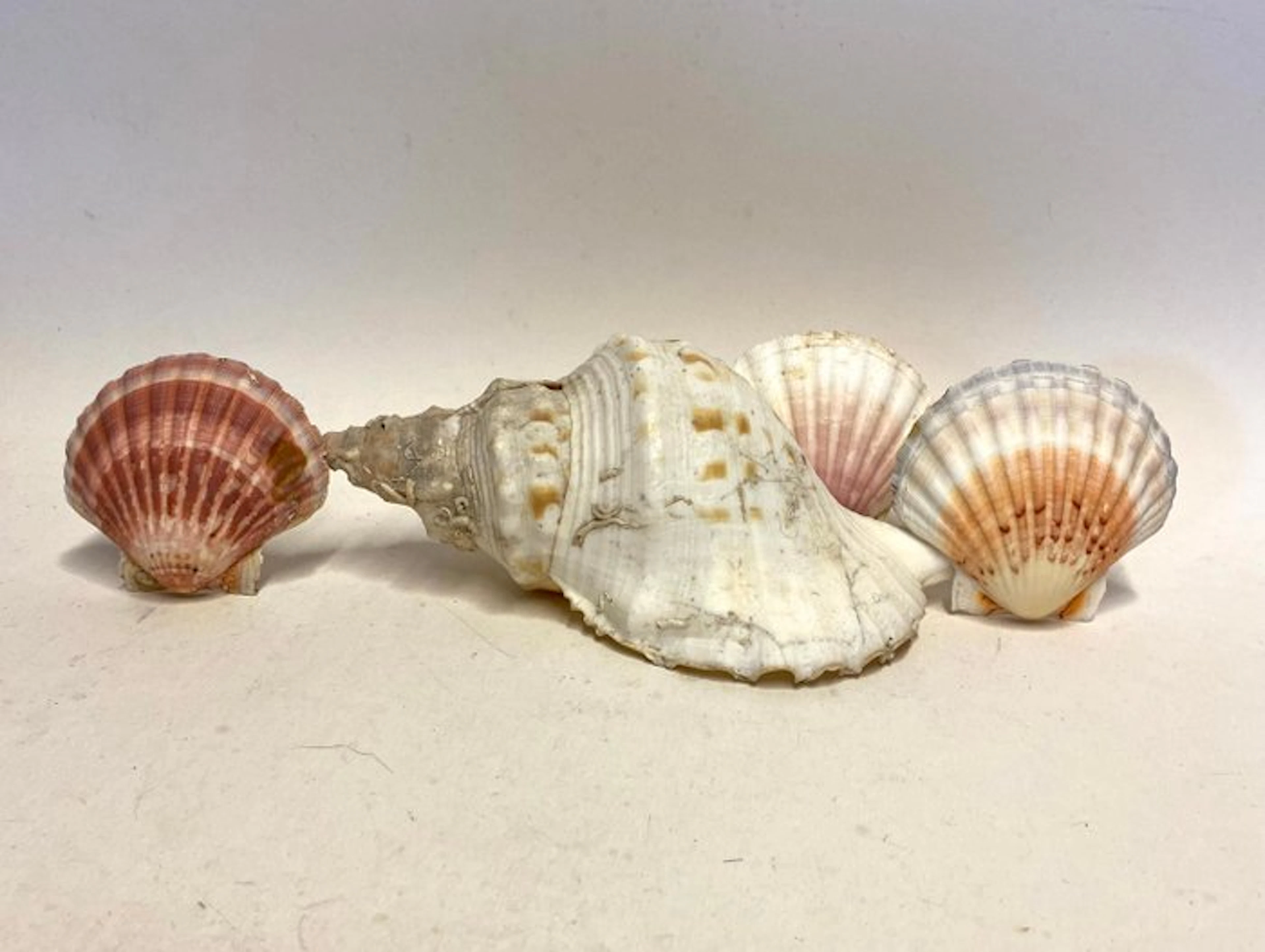 Conch Sea shell - N x (No reserve price)