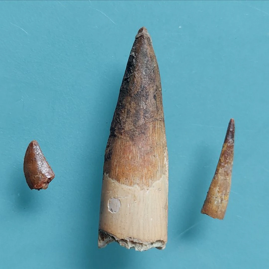 Dinosaur - Fossil tooth - Abelisaurus
