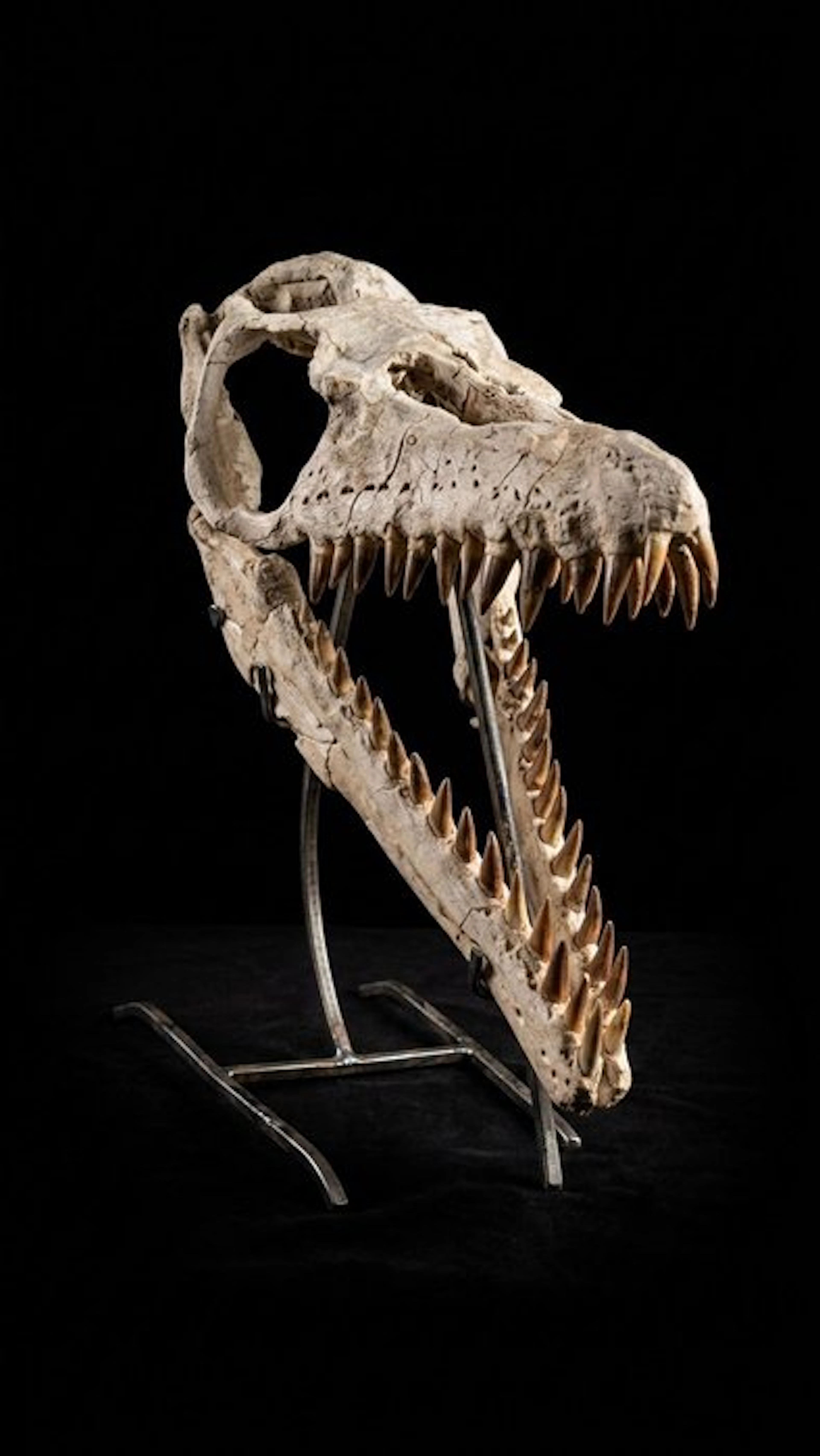 Mosasaur Skull on stand - Mosasaurus beaugei - 50 cm - 3 cm - 70 cm - (1)