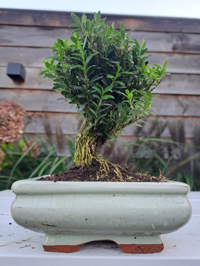 Buxus harlandii shohin bonsai in a bonsai pot - Height...