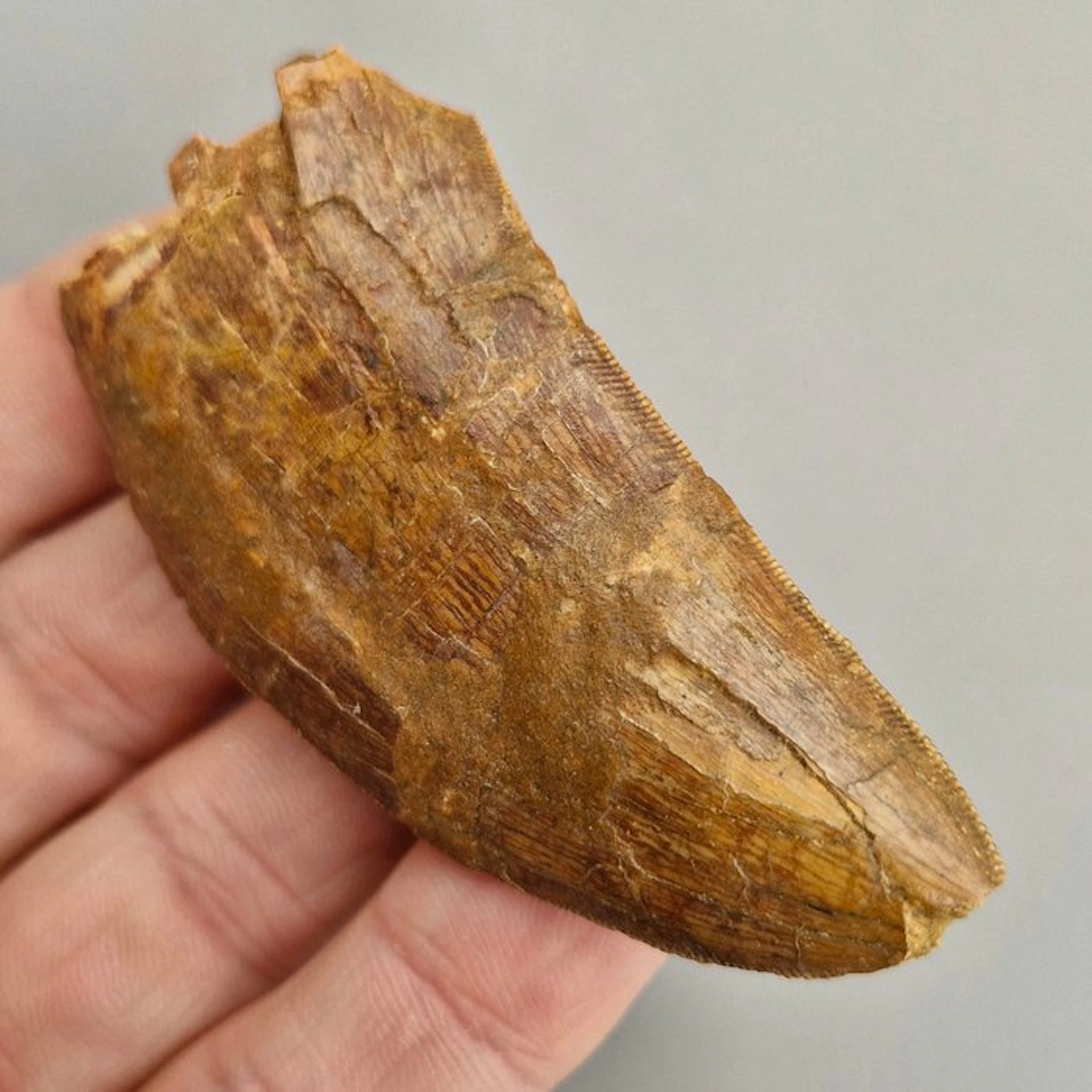 Dinosaur - Fossil tooth - Big Carcharodontosaurus...