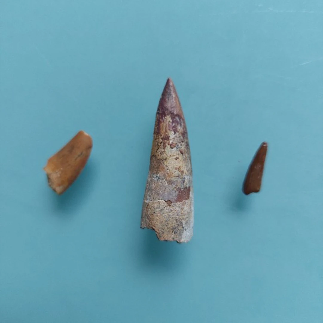 Dinosaur - Fossil tooth - Abelisaurus
