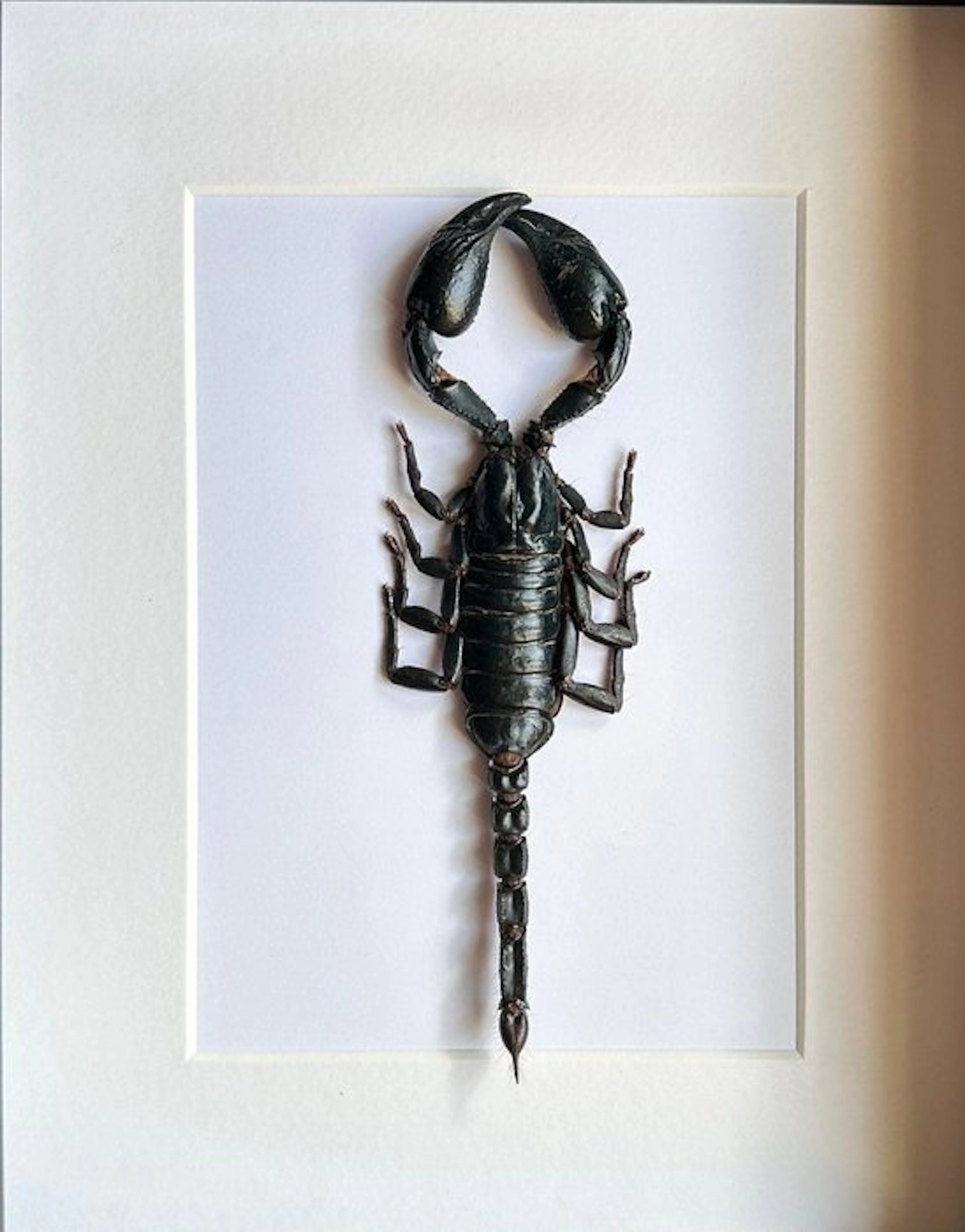 Scorpion Taxidermy full body mount - Scorpion XXL...