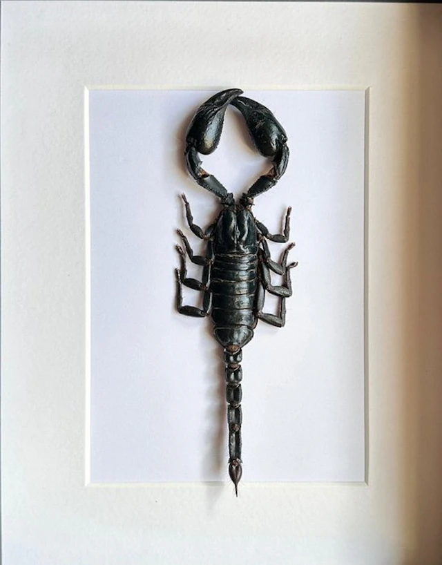 Scorpion Taxidermy full body mount - Scorpion XXL...