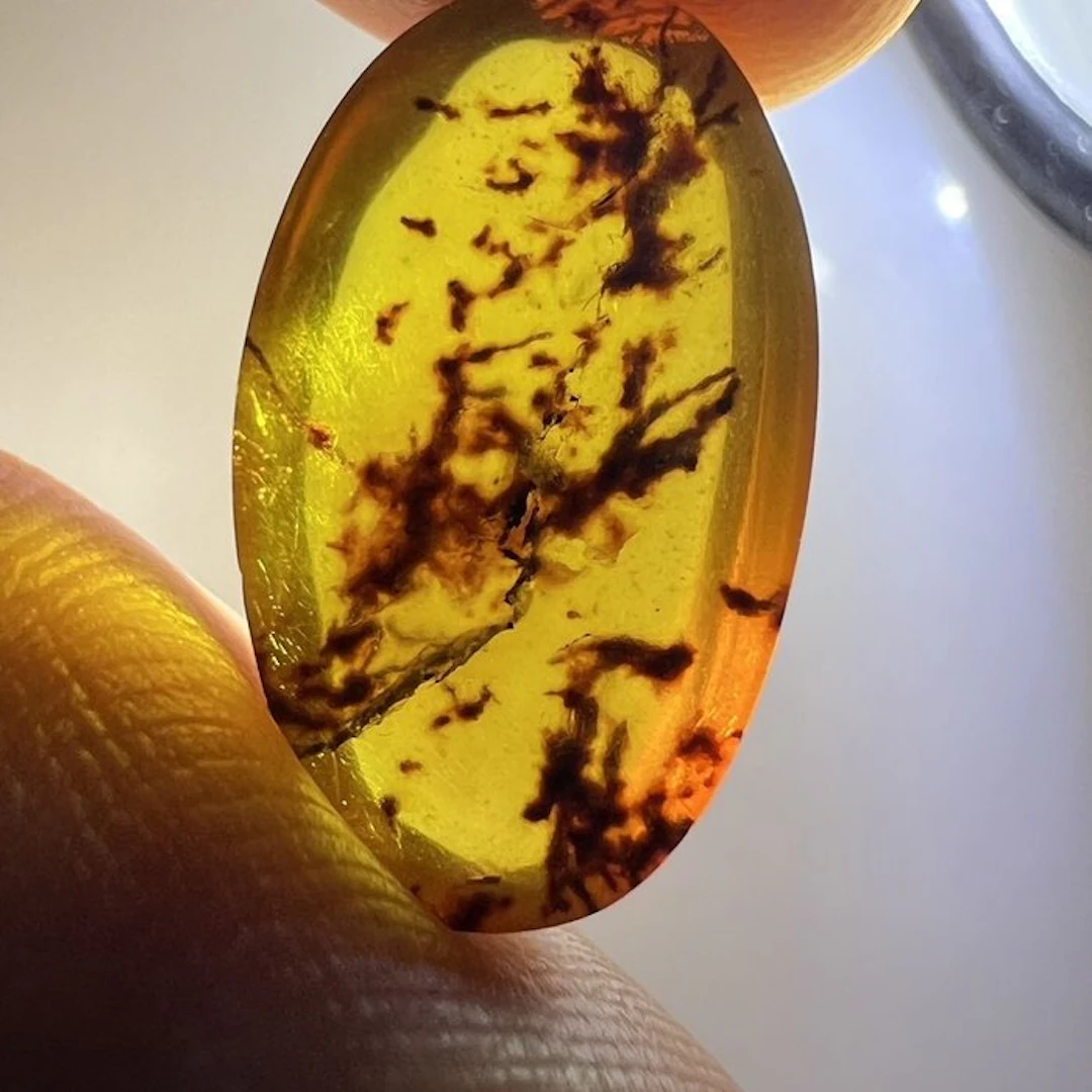 Plant debris - Amber - Plant debris (No reserve price)