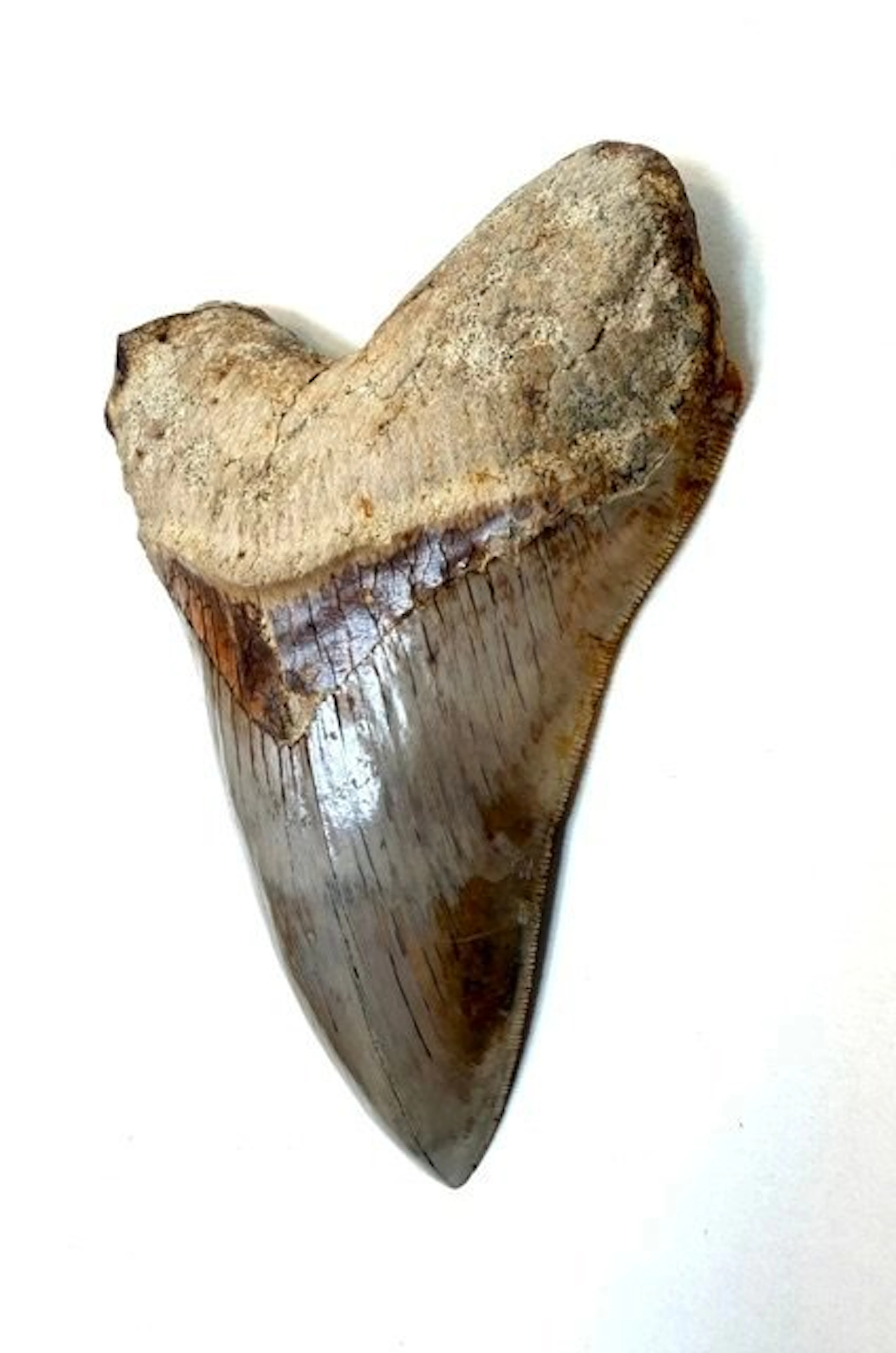 Megalodon - Fossil tooth - 140 mm - 113 mm