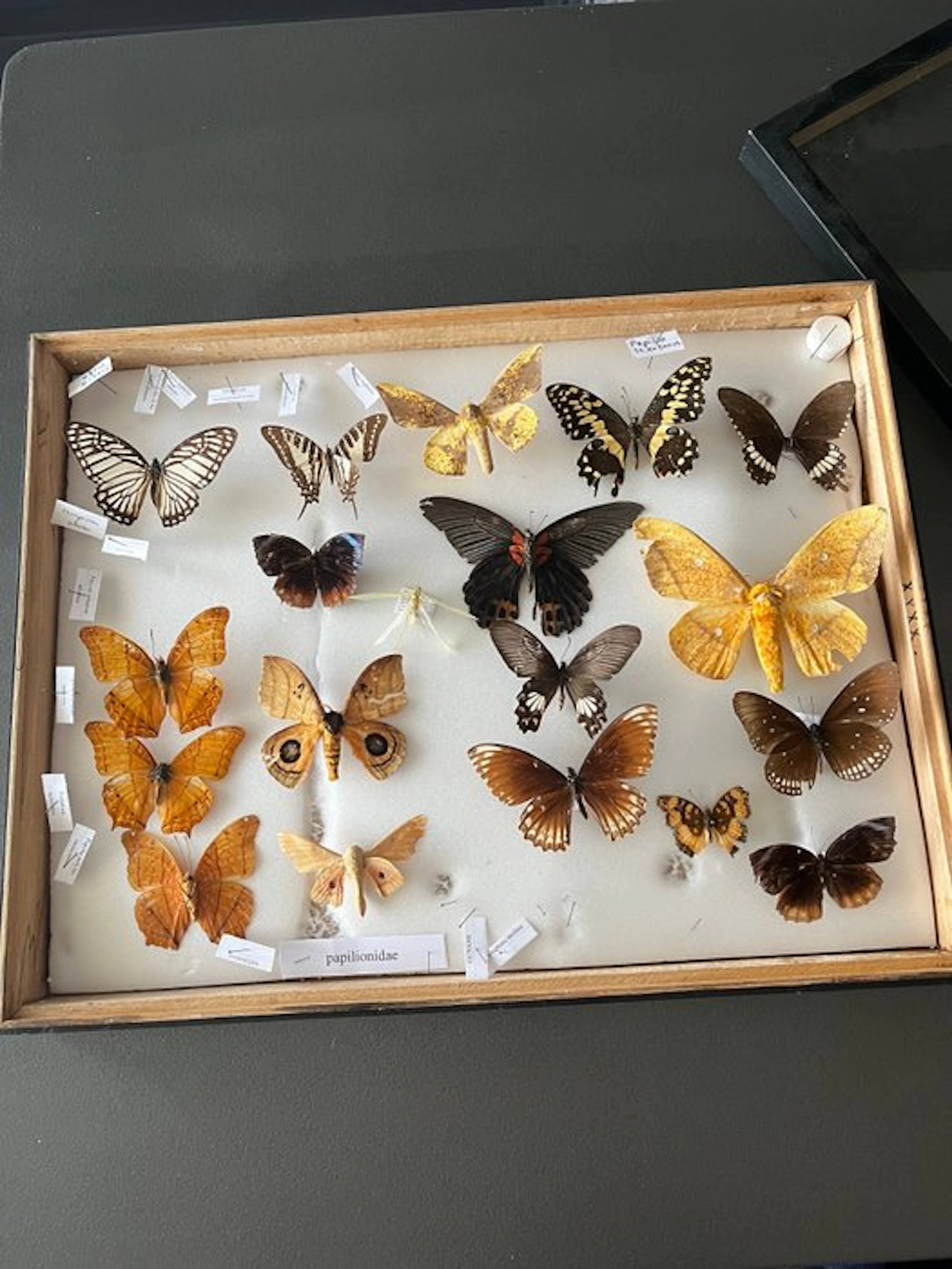 Moth Taxidermy full body mount - lépidoptères - 6 cm - 36 cm - 46 cm