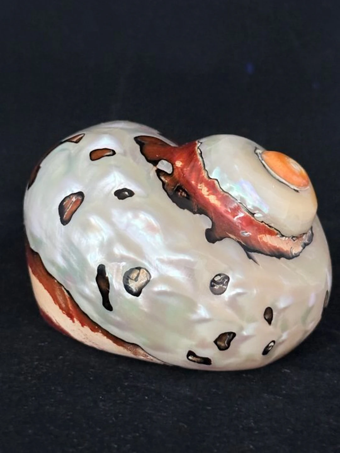 Sea Snail Sea shell - S-629 TURBO SARMATICUS (No reserve price)