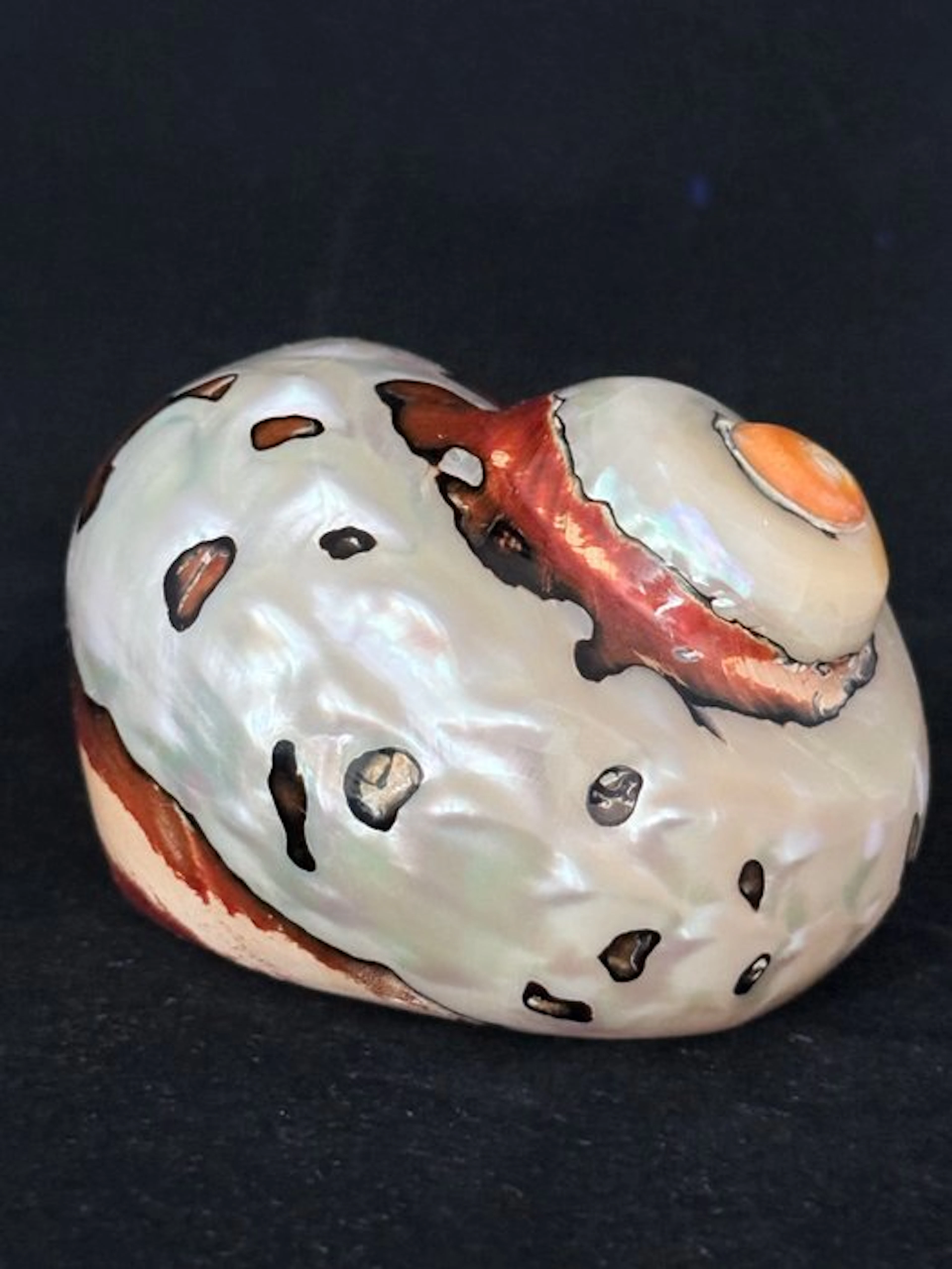 Sea Snail Sea shell - S-629 TURBO SARMATICUS (No reserve price)