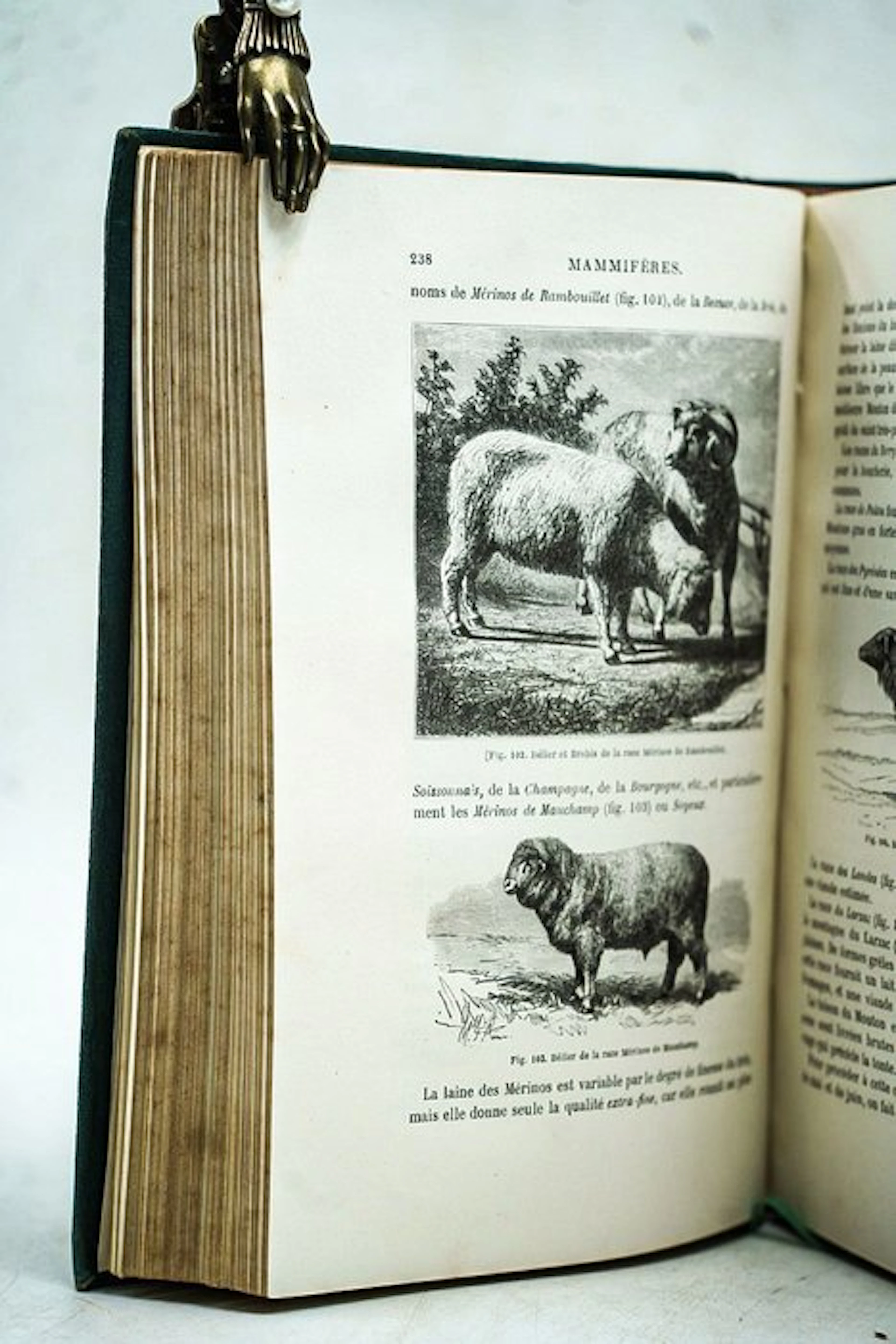 Louis Figuier - La vie et les mœurs des animaux : Les mammifères - 1869