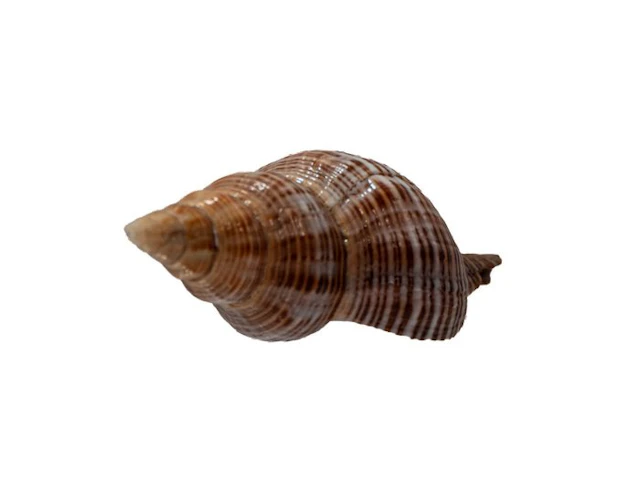 Rare Mandarin siphon snail (Penion mandarinus) |...