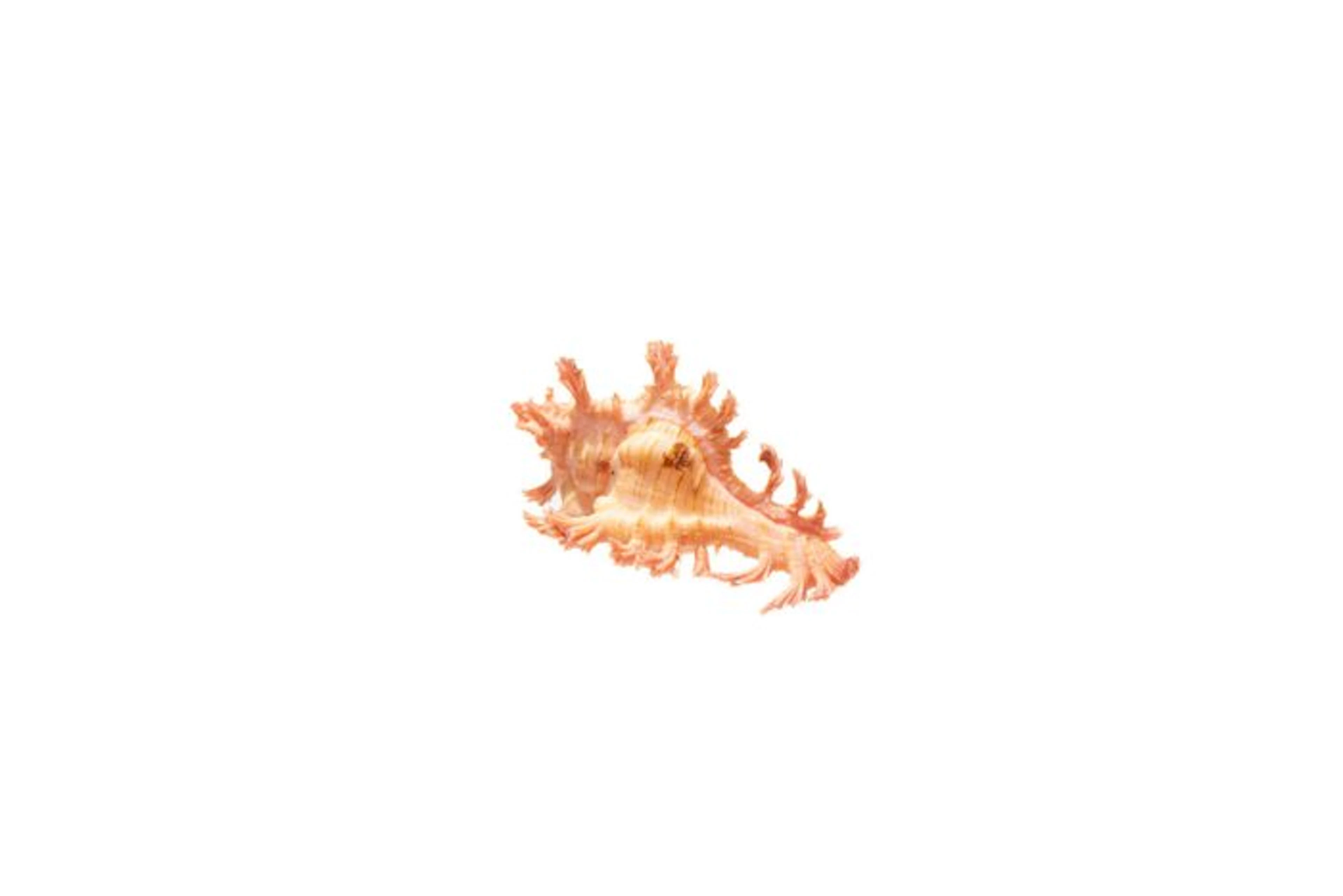 Chicoreus aculeatus Beige/Pink | Spiny Murex - Top GEM...