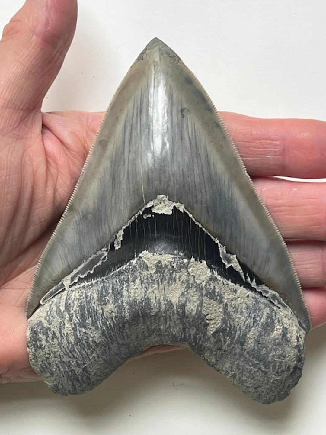 Megalodon tooth 12,0 cm - Fossil tooth - Carcharocles megalodon