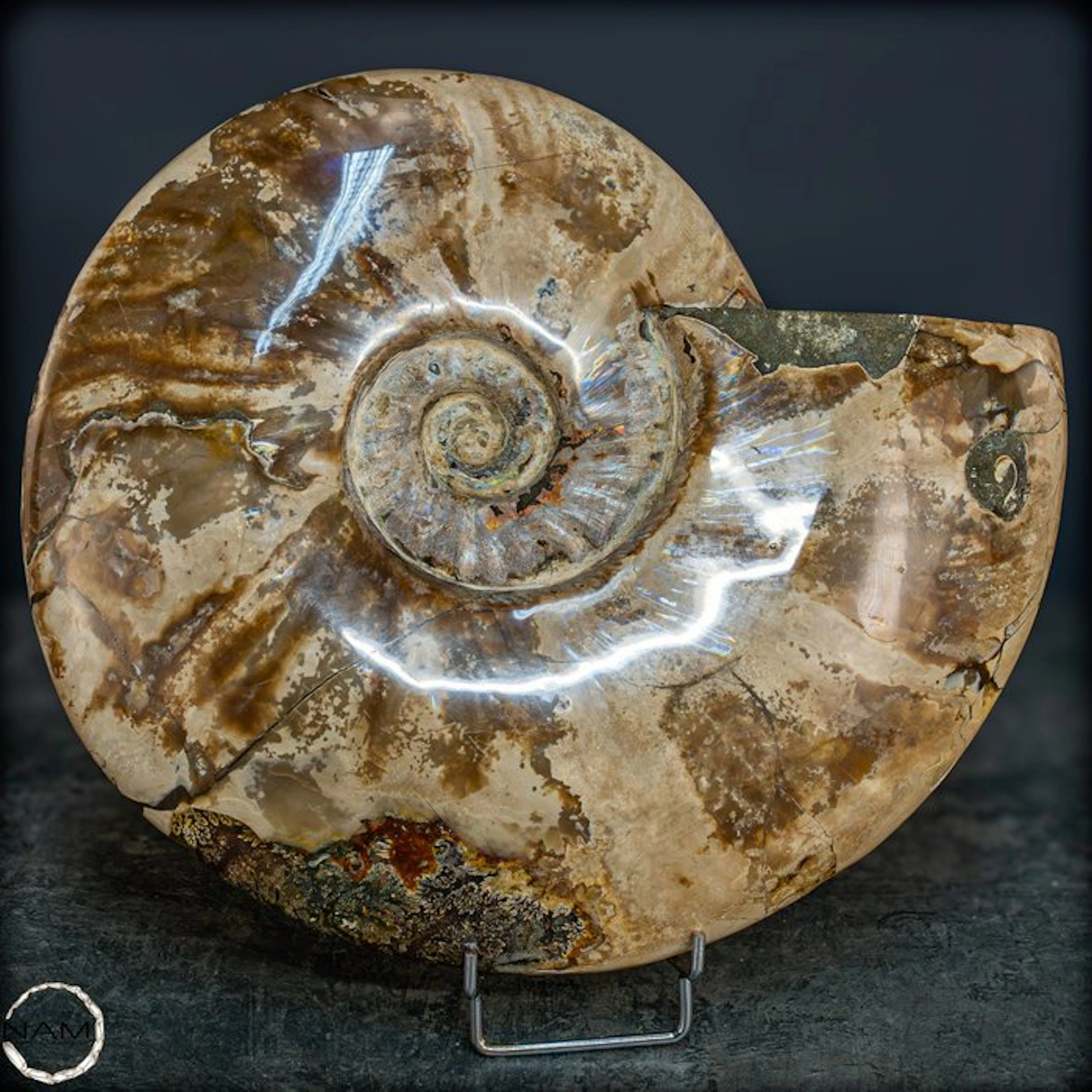 Natural ammolite ammonite – Iridescent fossil with a...