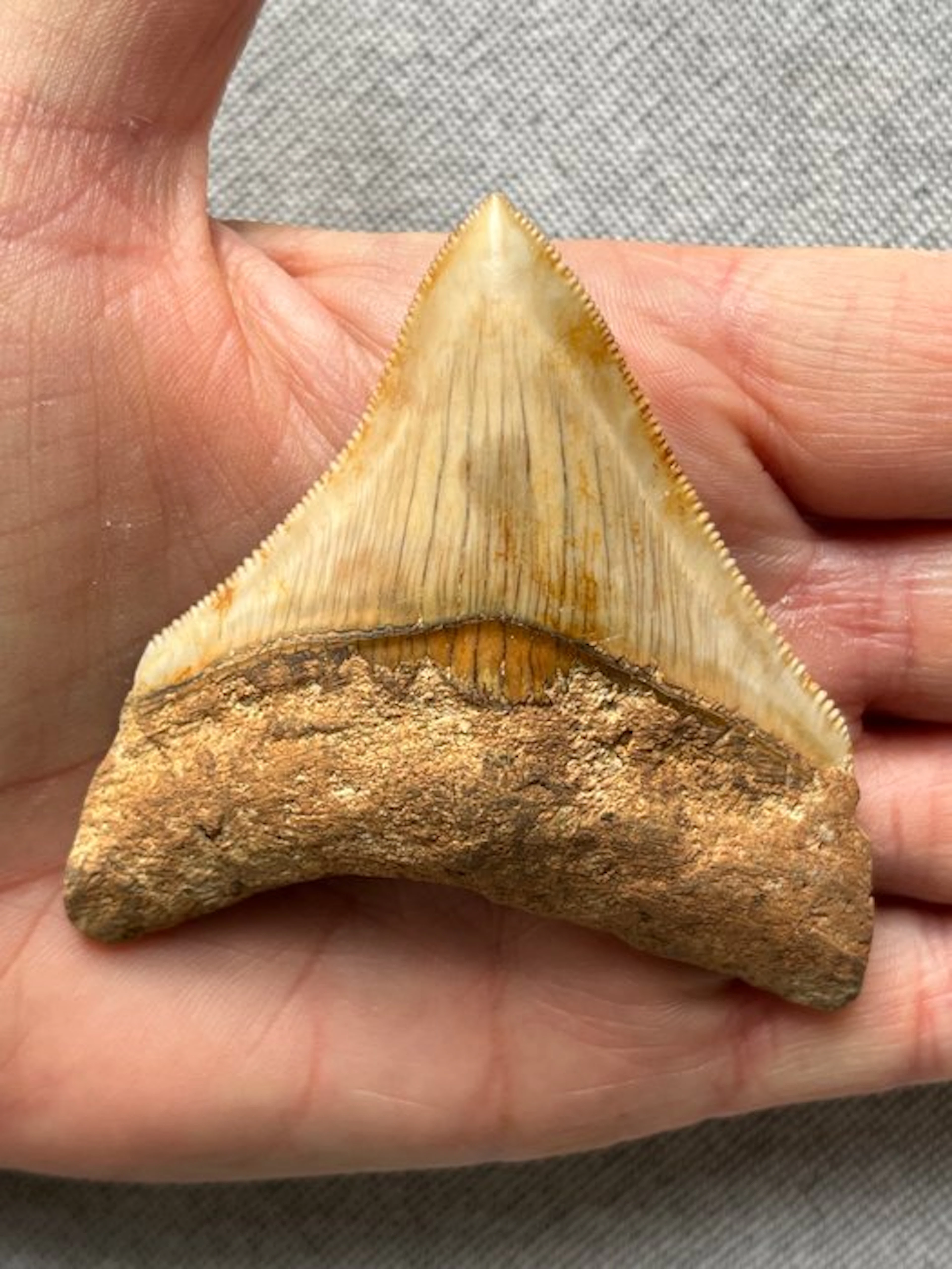 Megalodon tooth 7,7 cm - Fossil tooth - Carcharocles...