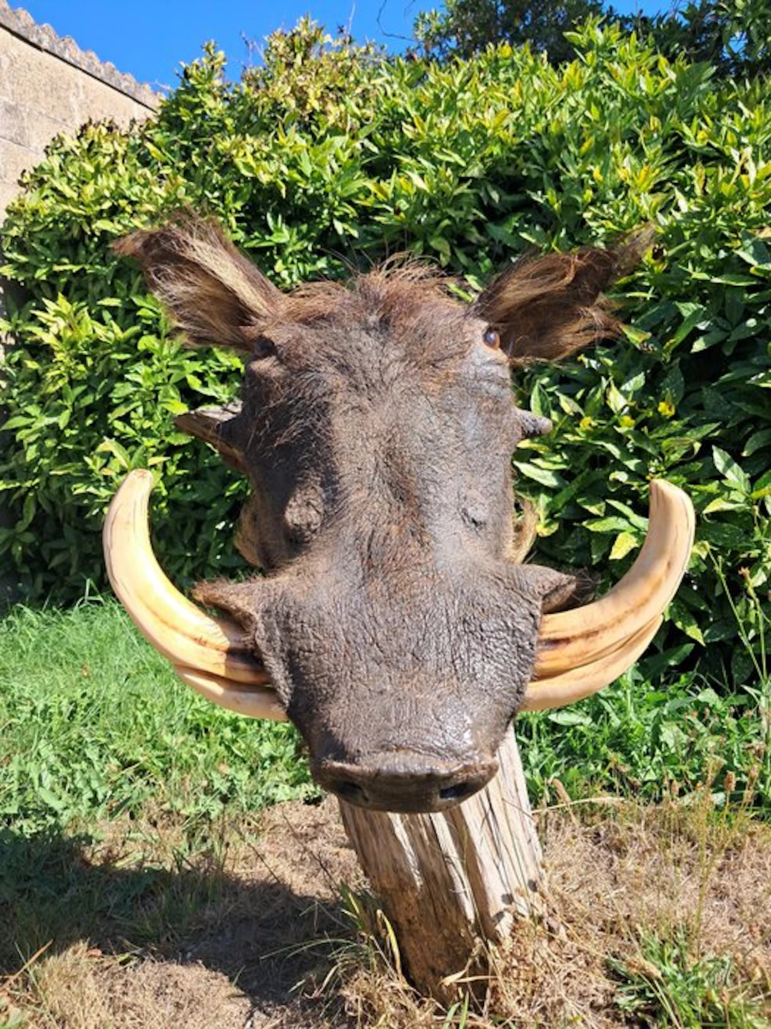 Warthog Taxidermy full body mount - Phacochoerus...