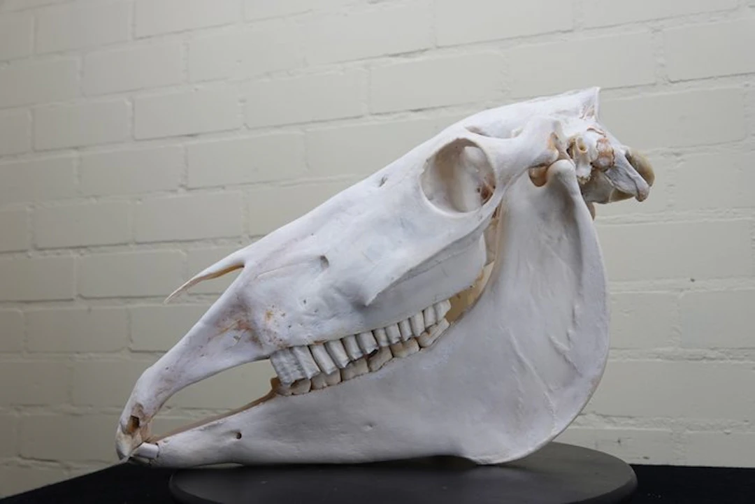 horse skull Skull - Equus caballa - 0 cm - 49 cm - 0 cm- Non-CITES species