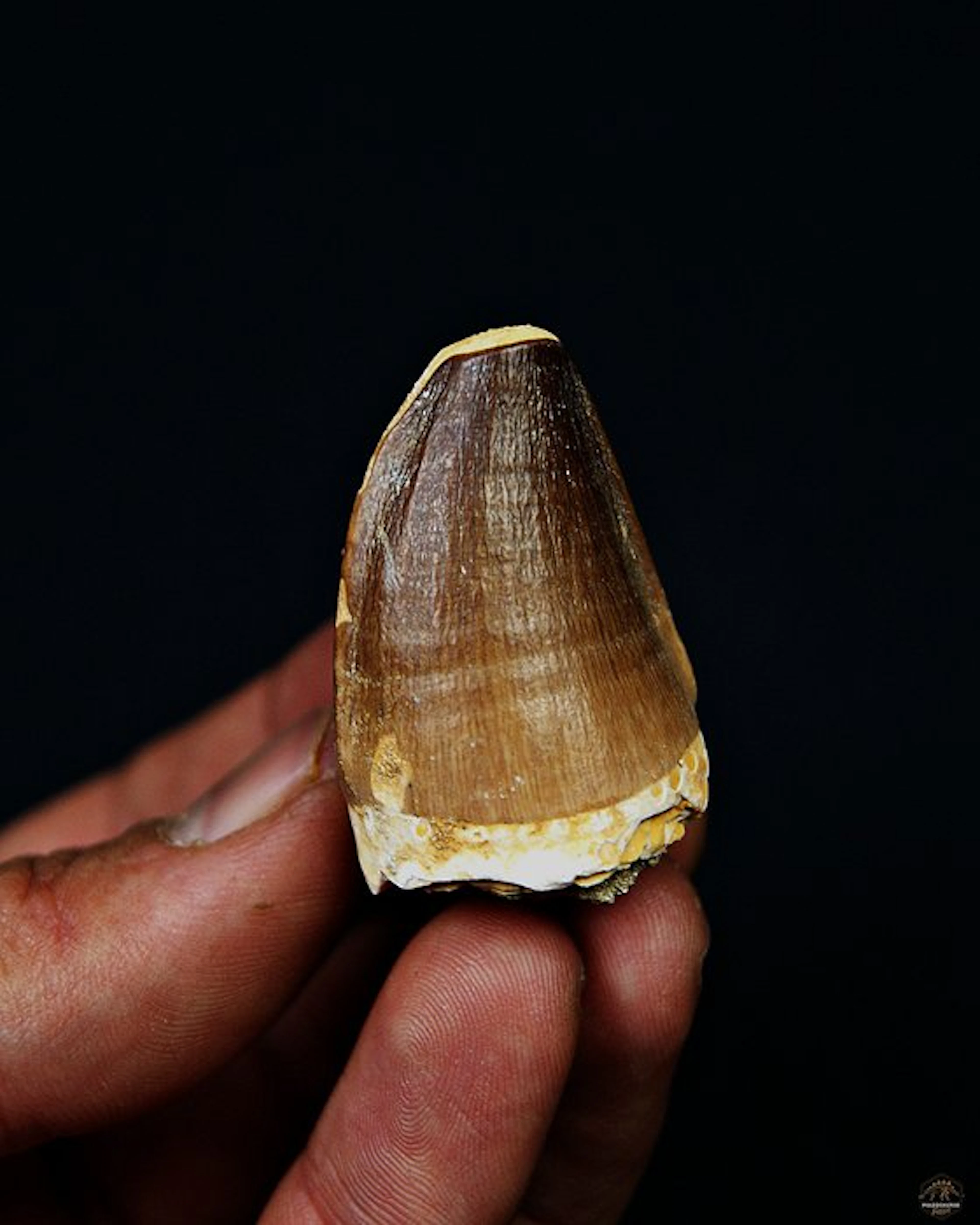 Mosasaur - Fossil tooth - Mosasaurus Thalassotitan atrox (No reserve price)