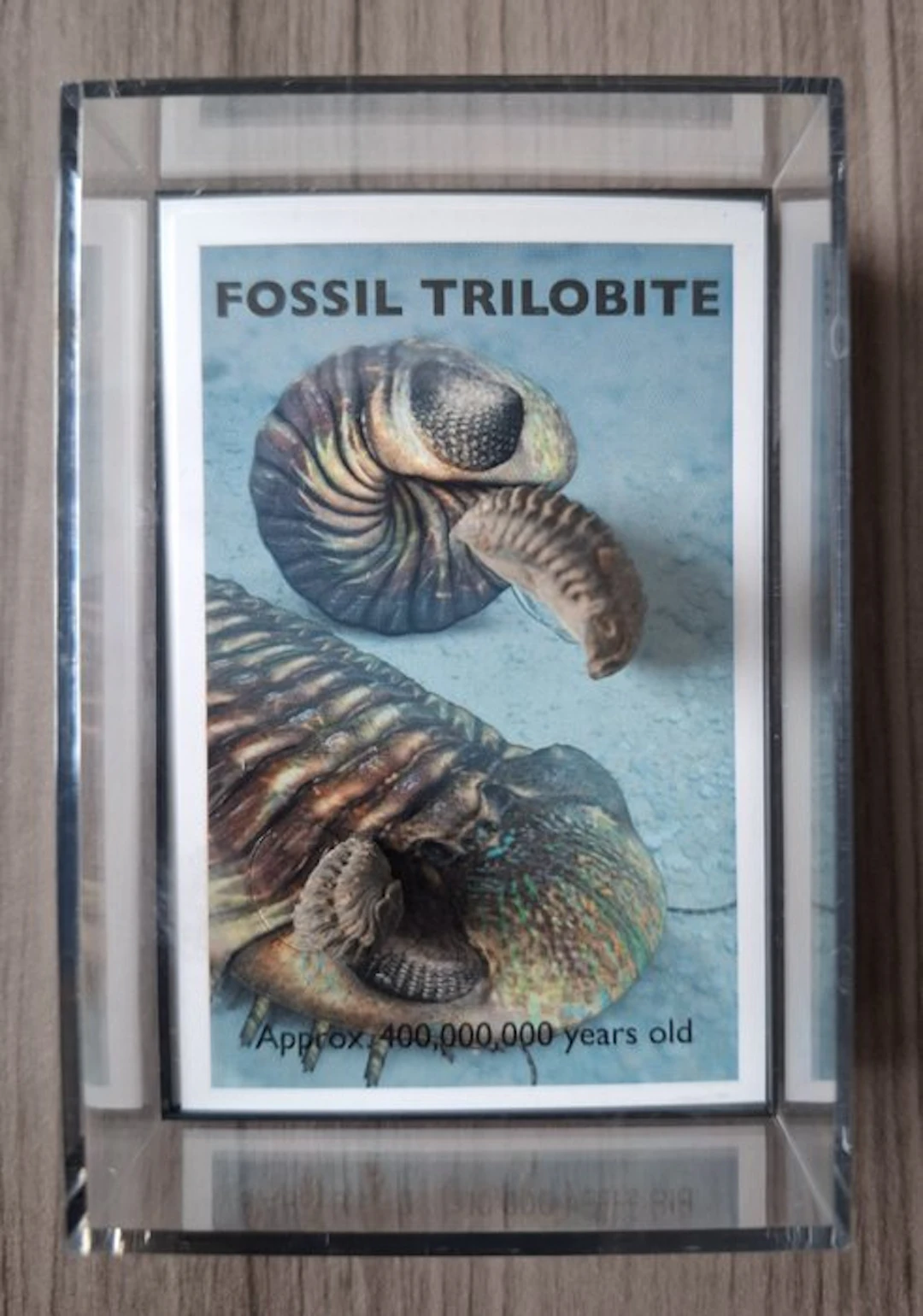 Two phacopid trilobites from the Devonian of Morocco...