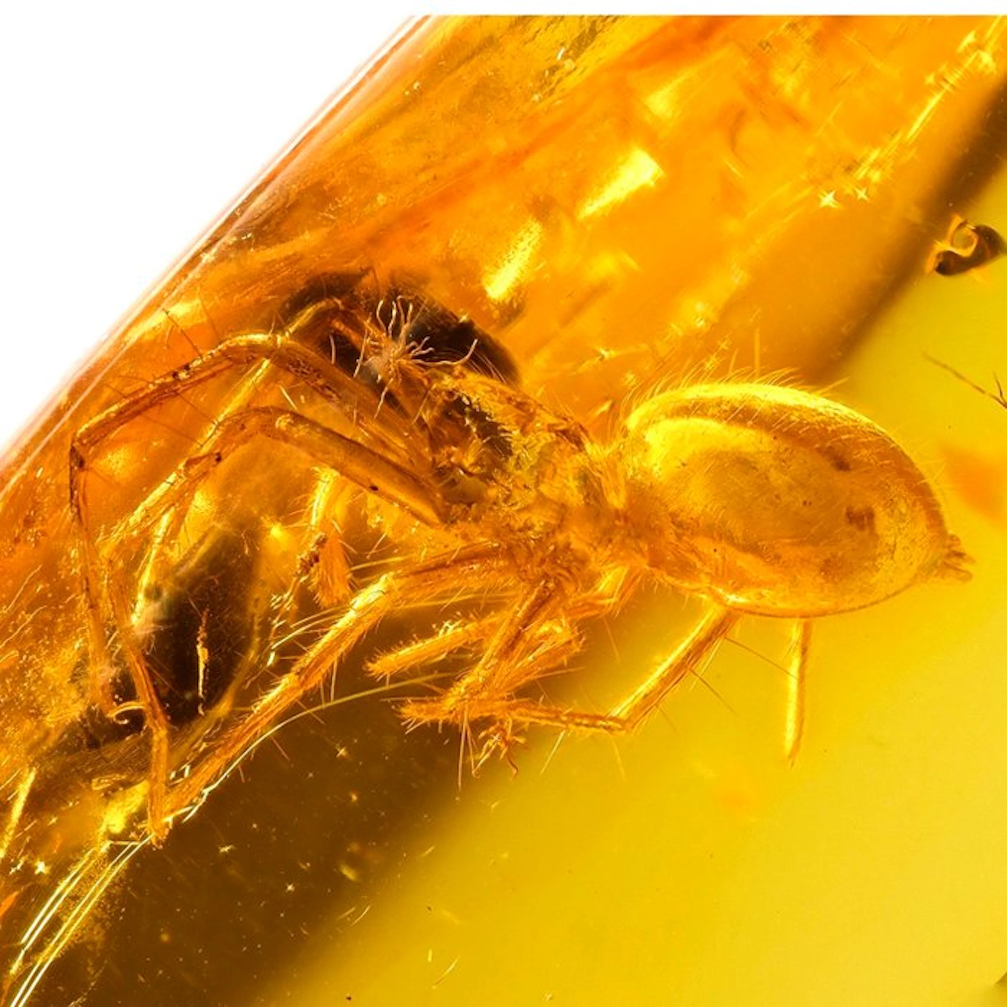 Amber - Amber - Spider - inclusion is 4mm - 34 mm - 6 mm