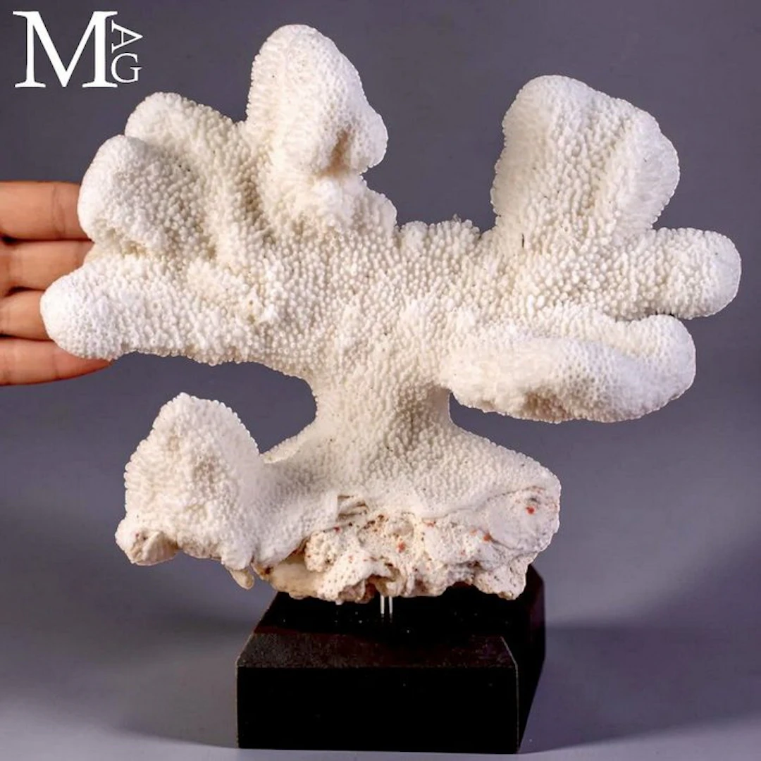 Natural Stylophora pistillata white coral An elegant pure...