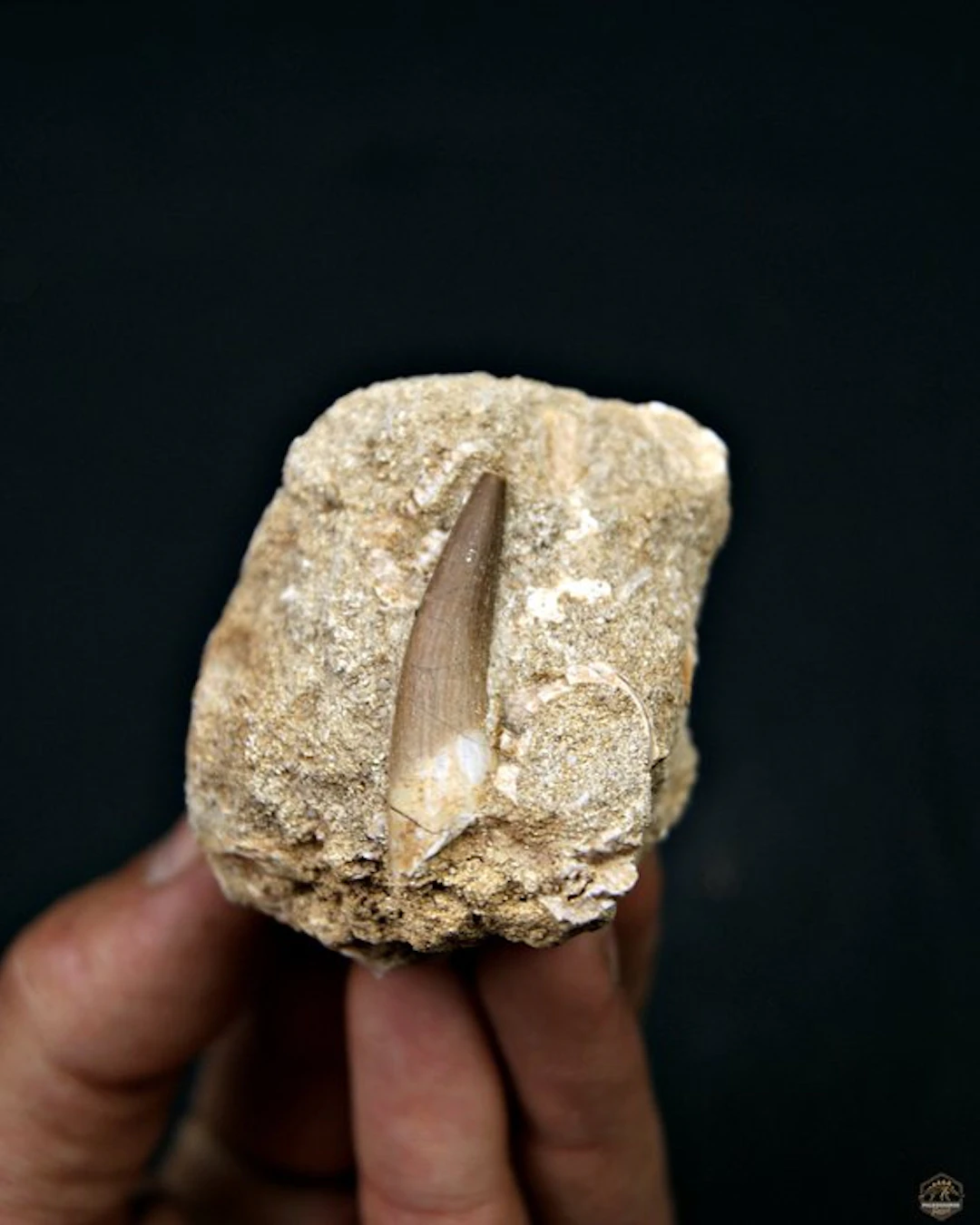Plesiosaur - Fossil tooth - Plesiosaurus sp. (No reserve price)
