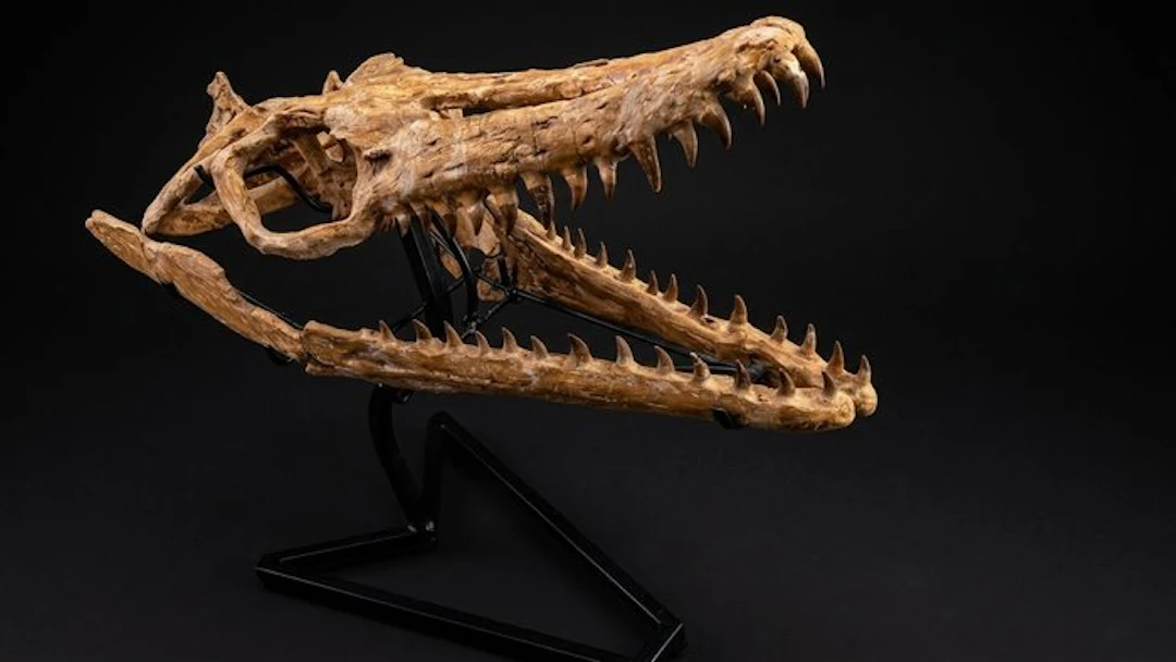 Mosasaur - Fossil skull - . - 65 cm - 33 cm