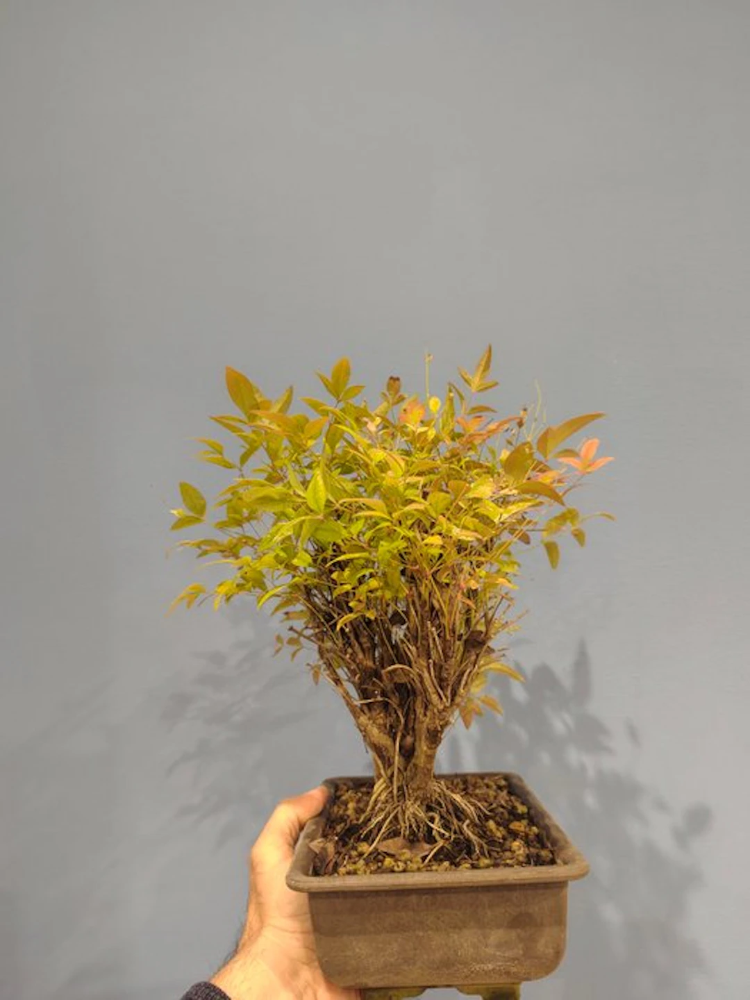 Nandina bonsai - Height (Tree): 30 cm - Depth (Tree): 20 cm - Italy