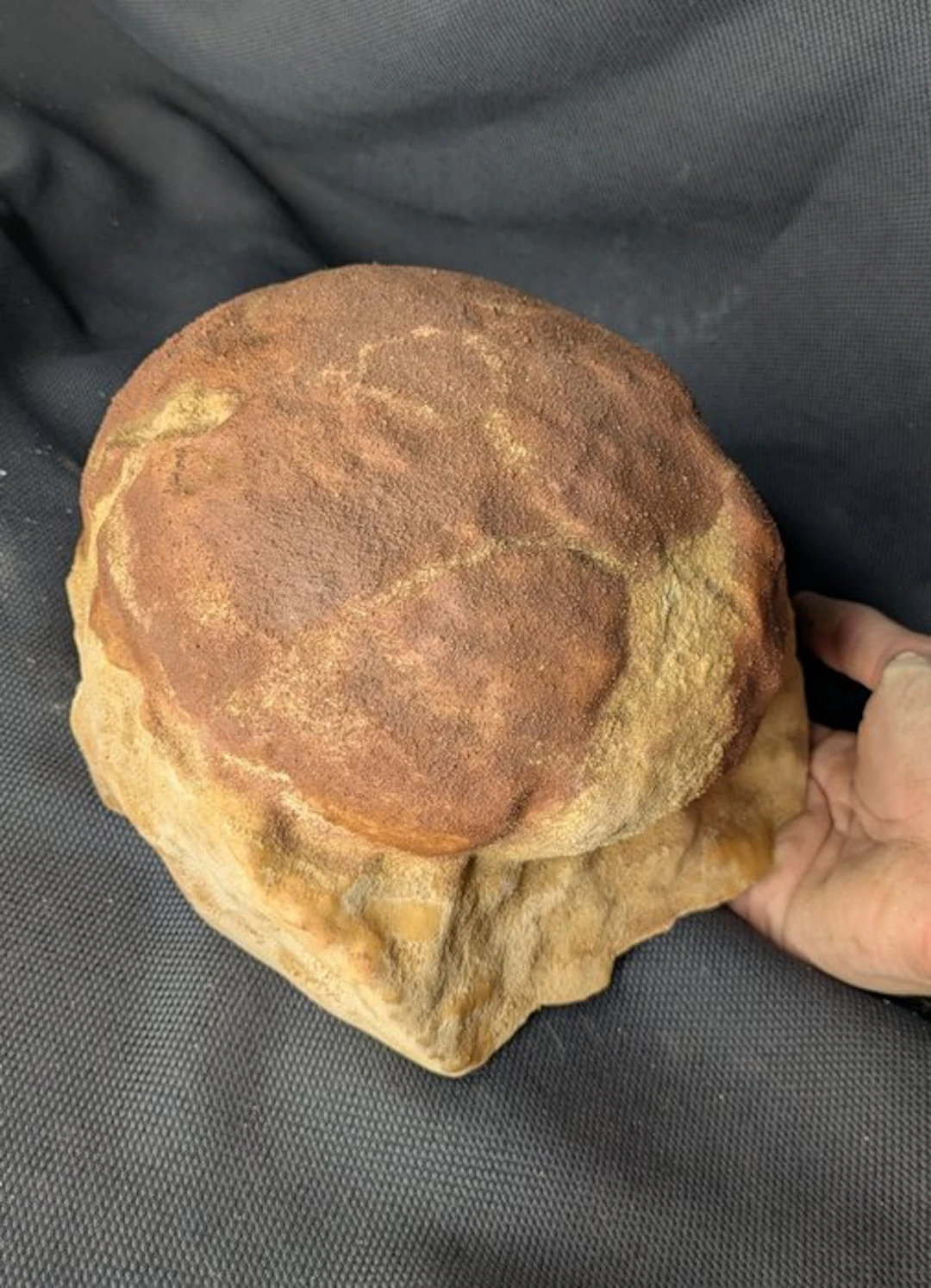 Fossilised egg - Sauropod Egg - Museum-Grade Replica - 20...