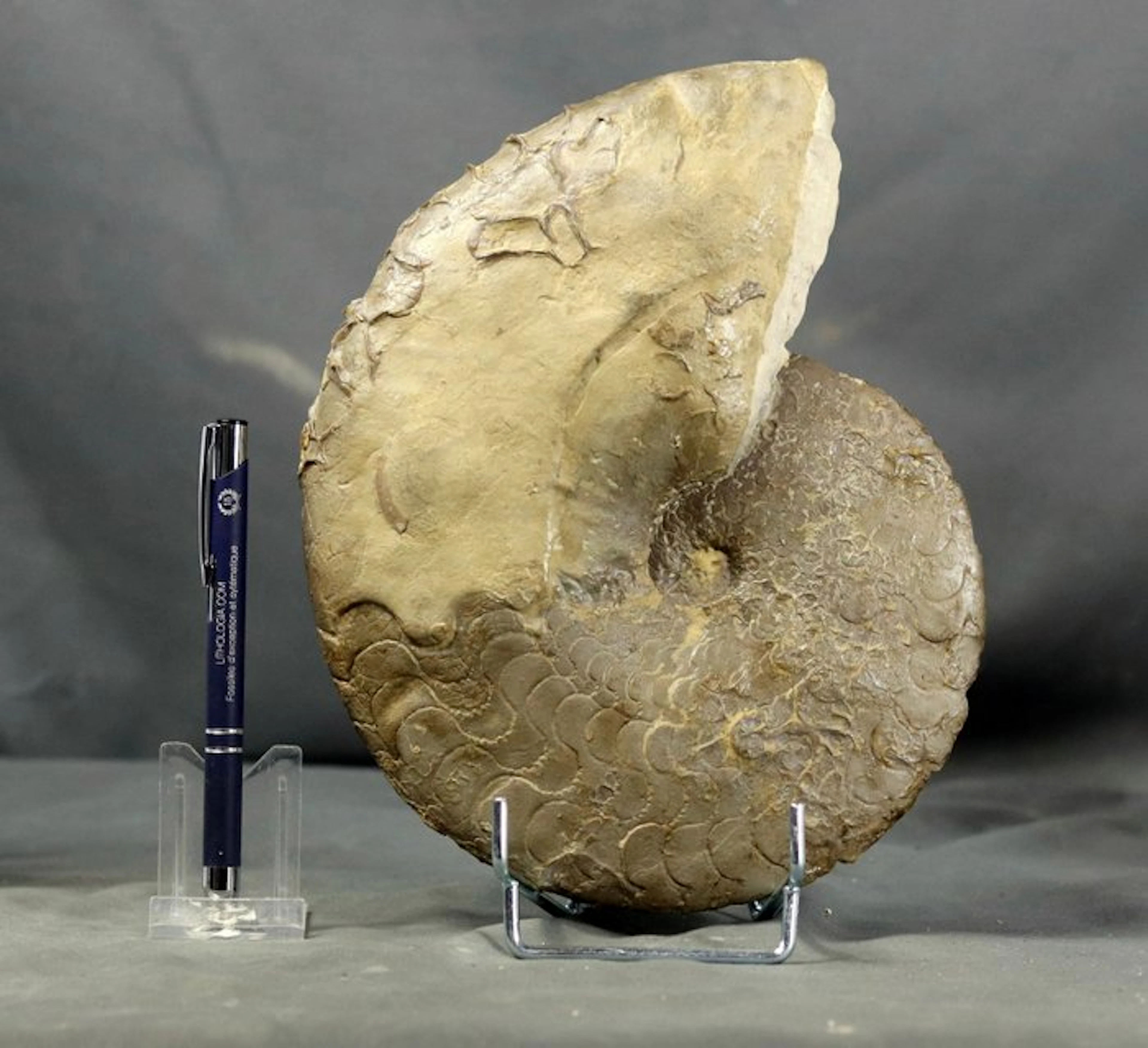 Fine triassic ammonite - The rarest specie - Outstanding...