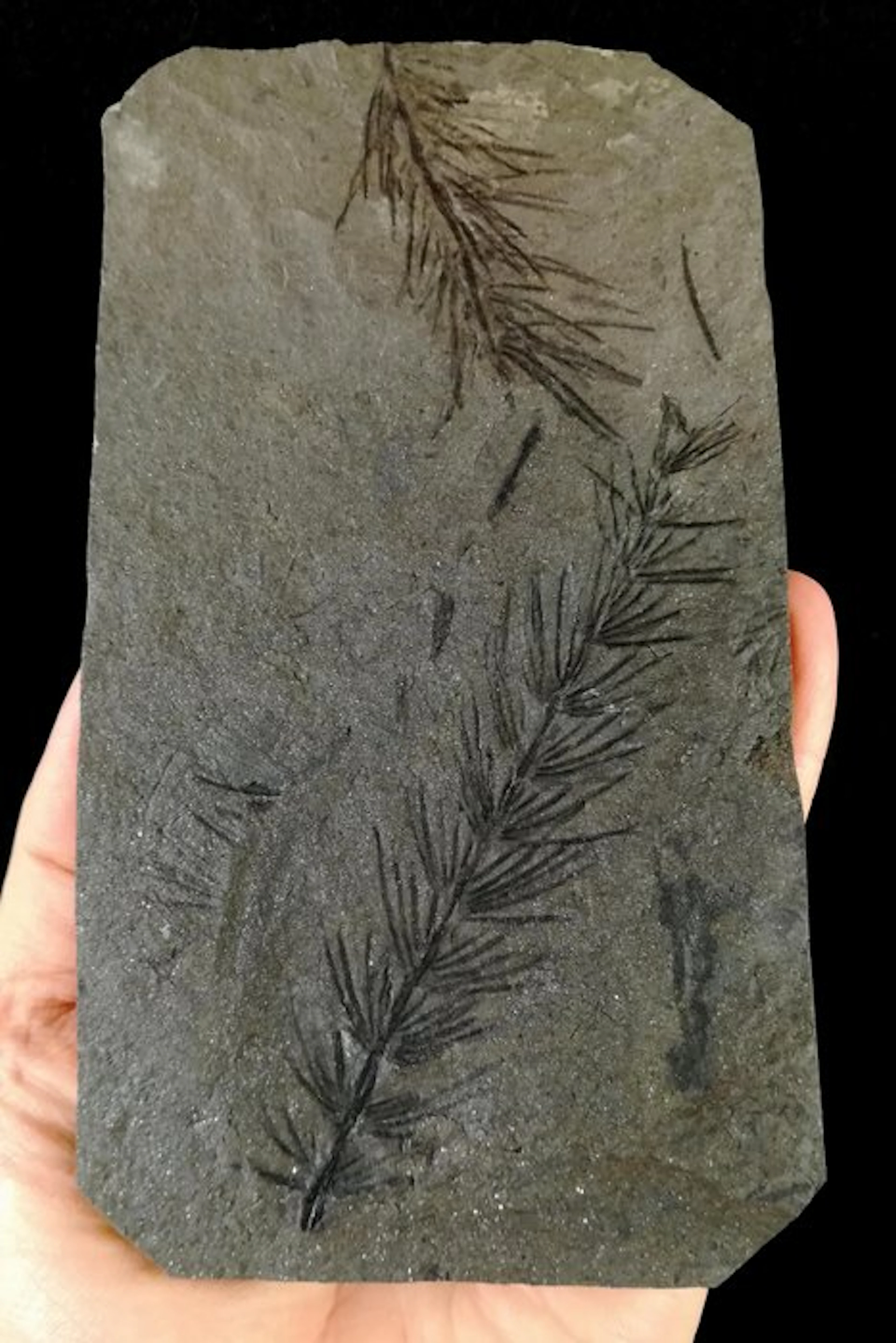 Fossil plant with exceptional preservation!! - Horsetail...