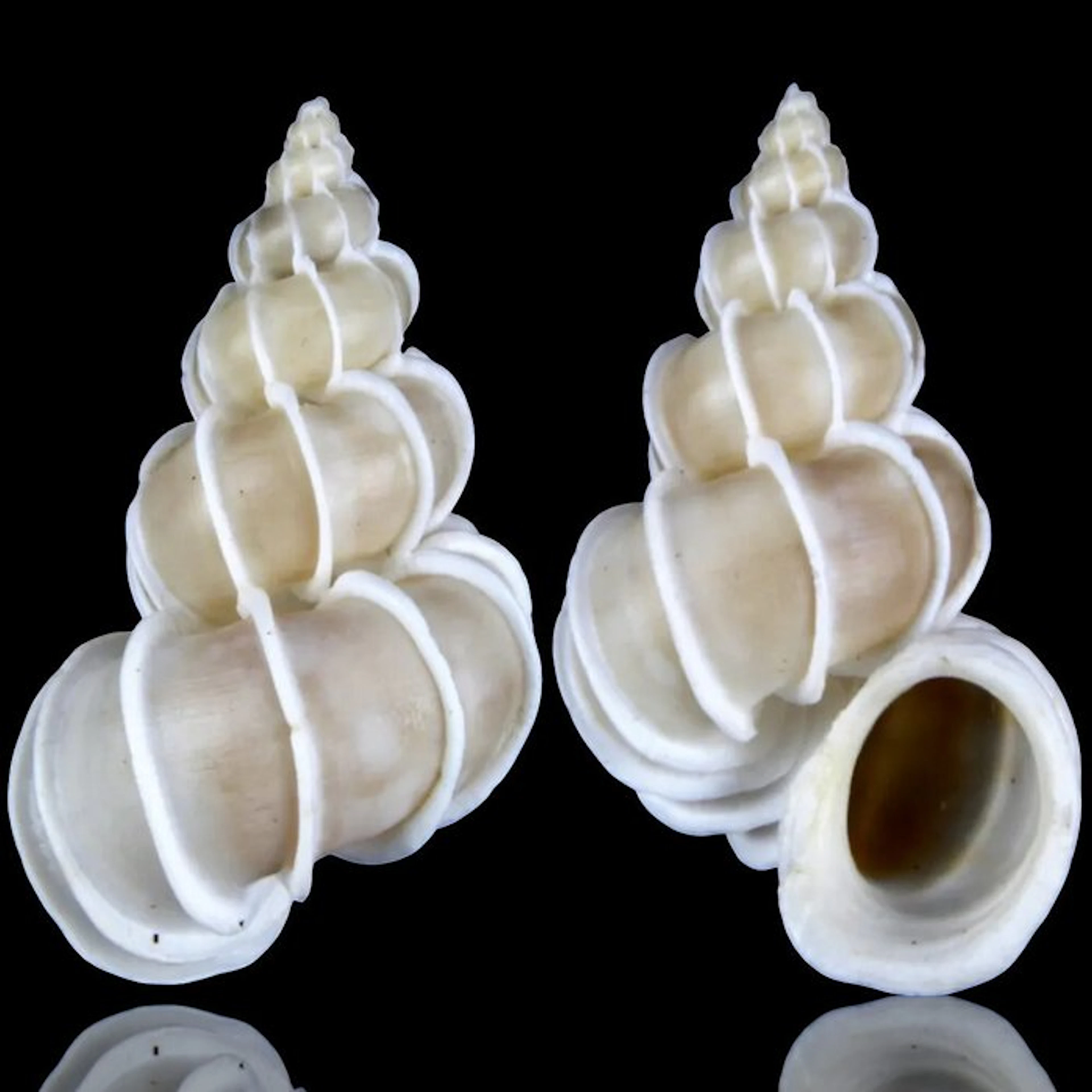 Collectible shell from Japan - Sea shell - Epitonium...