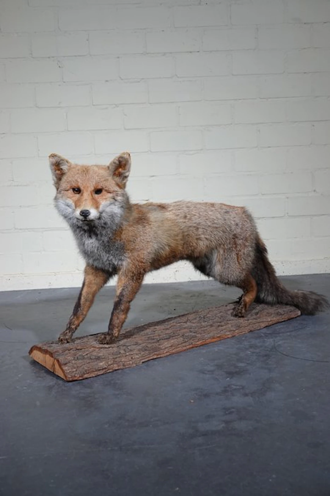 Red Fox Taxidermy full body mount - Vulpes vulpes ----NO...
