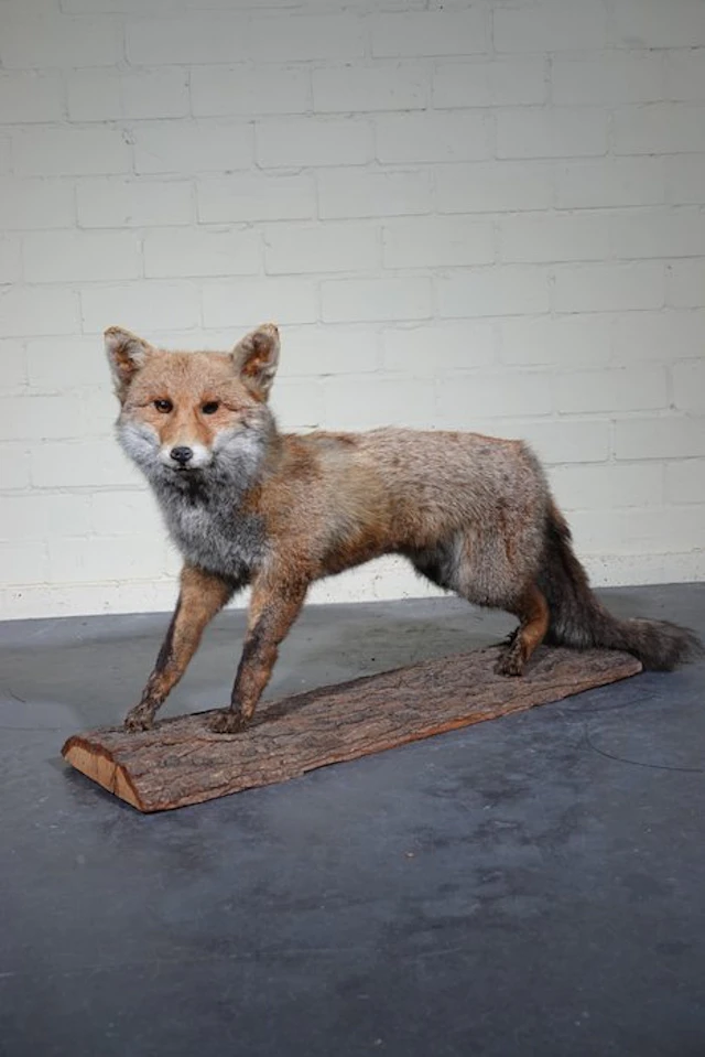 Red Fox Taxidermy full body mount - Vulpes vulpes ----NO...