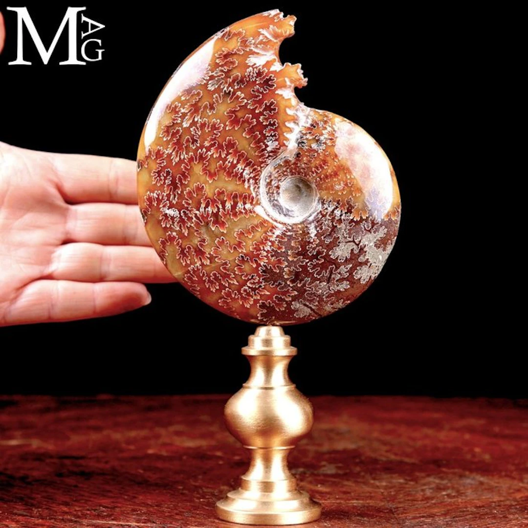 Polished Ammonite Fossil Displaying Complex Suture Lines...