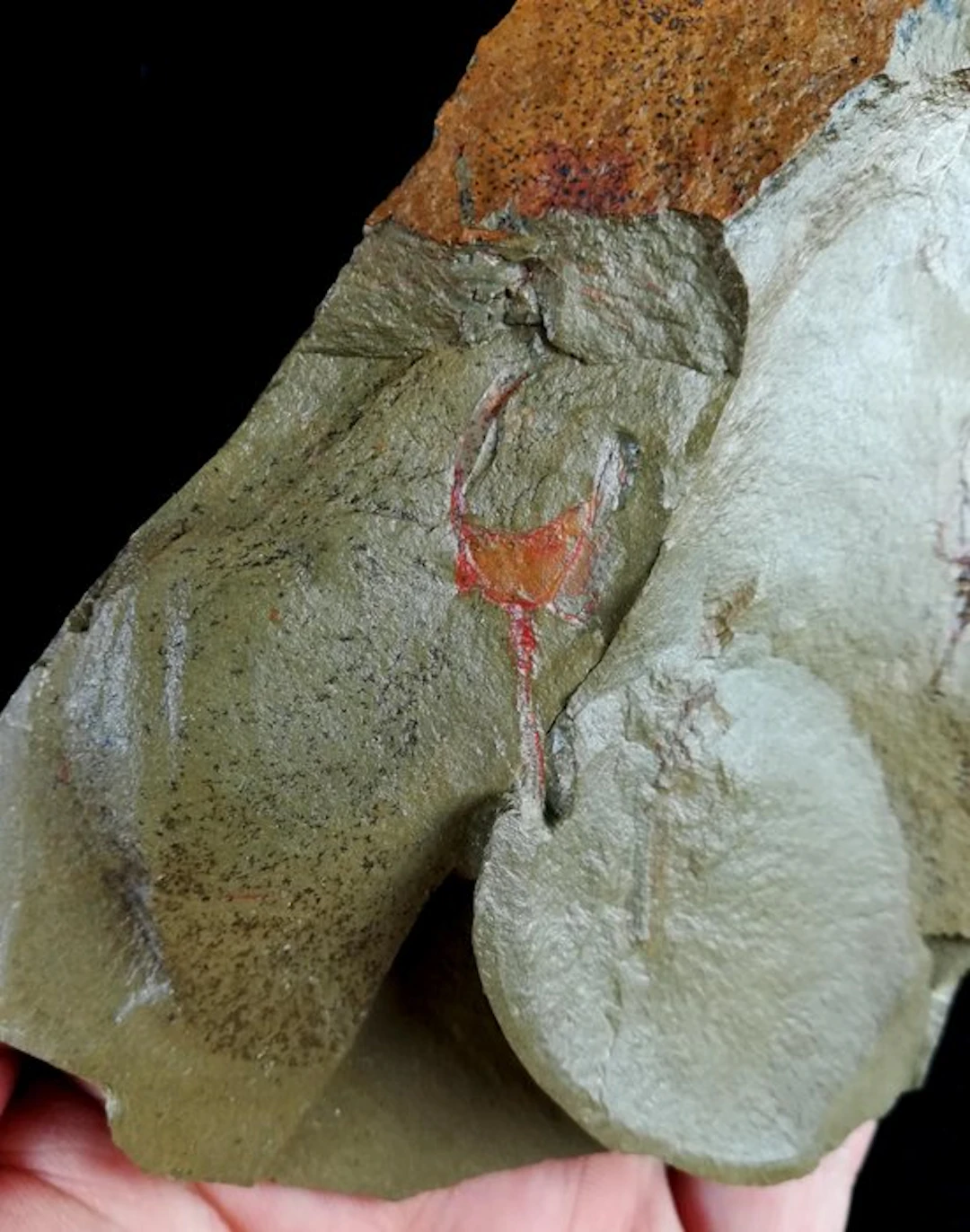 Primitive echinoderm - Stylophora!!! Scientific name...