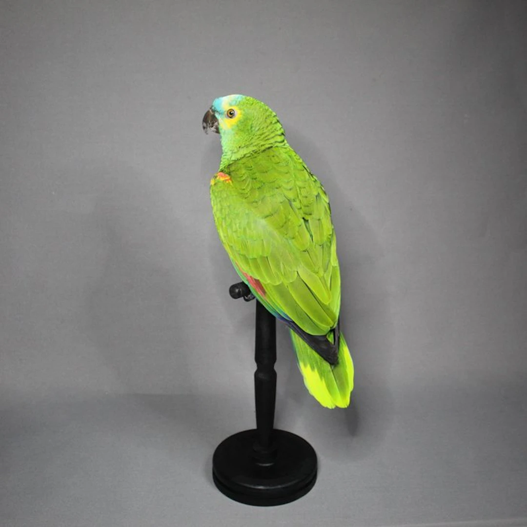 Blaustirnamazone Taxidermy full body mount - Amazona...
