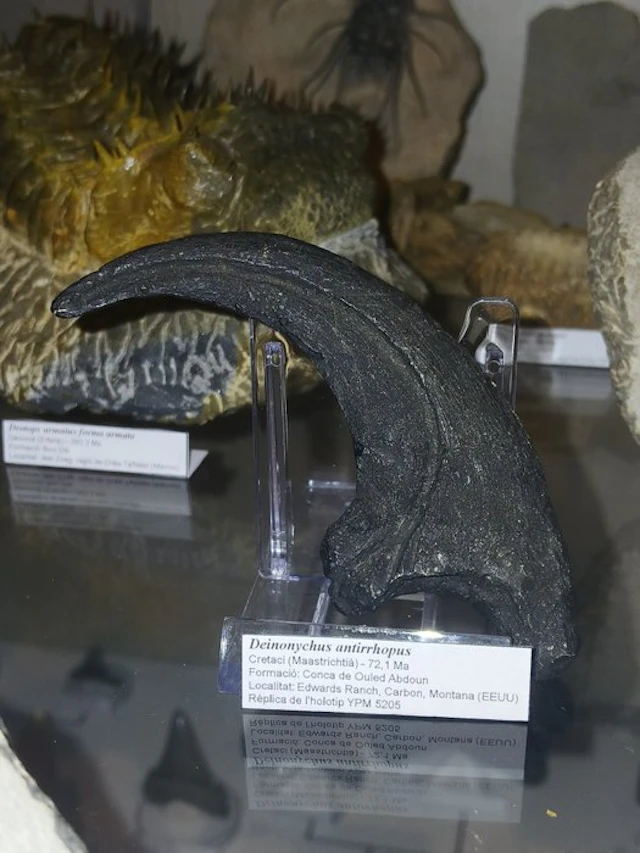 Scientific replica of the foot claw of Deinonychus...