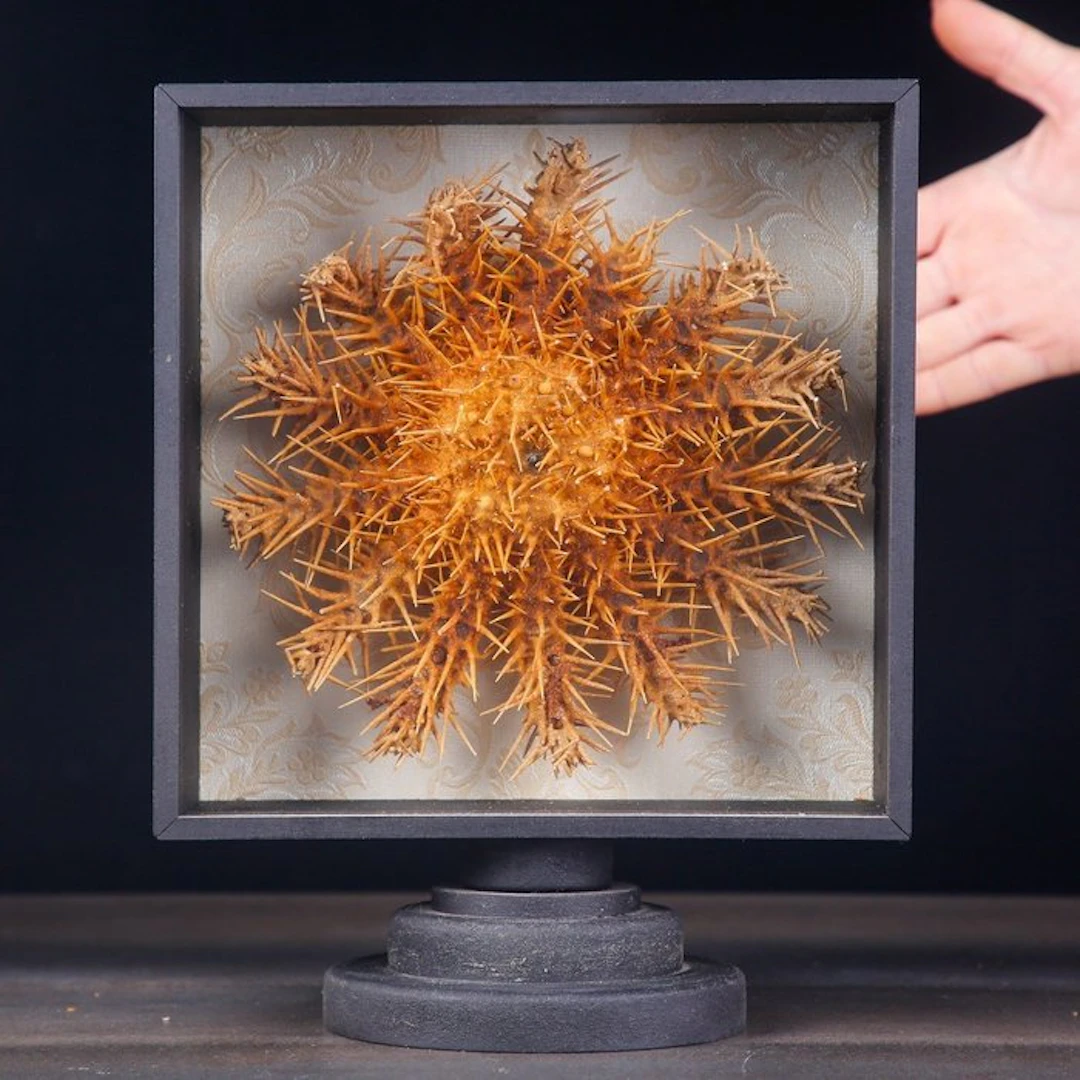 Vivid Orange Crown-of-Thorns Starfish Exhibiting Its...