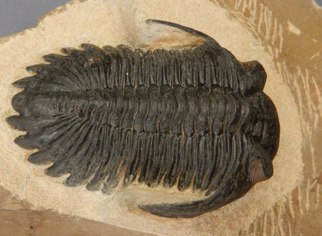 Trilobite - Fossil skeleton - Hollardops mesocristata - 5.5 cm