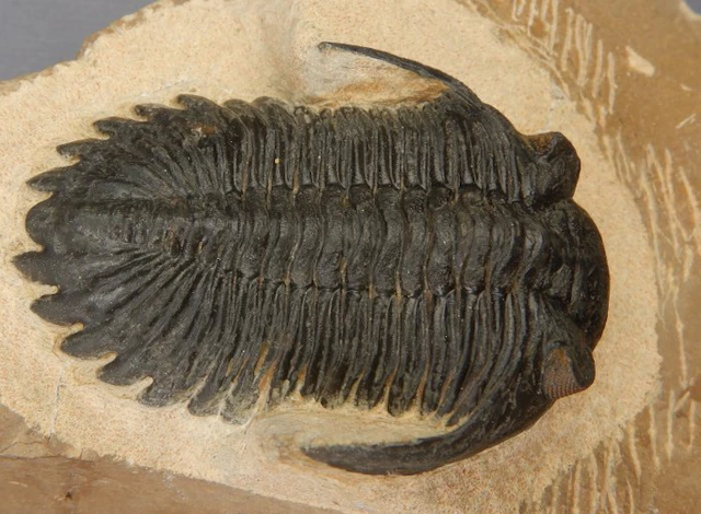 Trilobite - Fossil skeleton - Hollardops mesocristata - 5.5 cm
