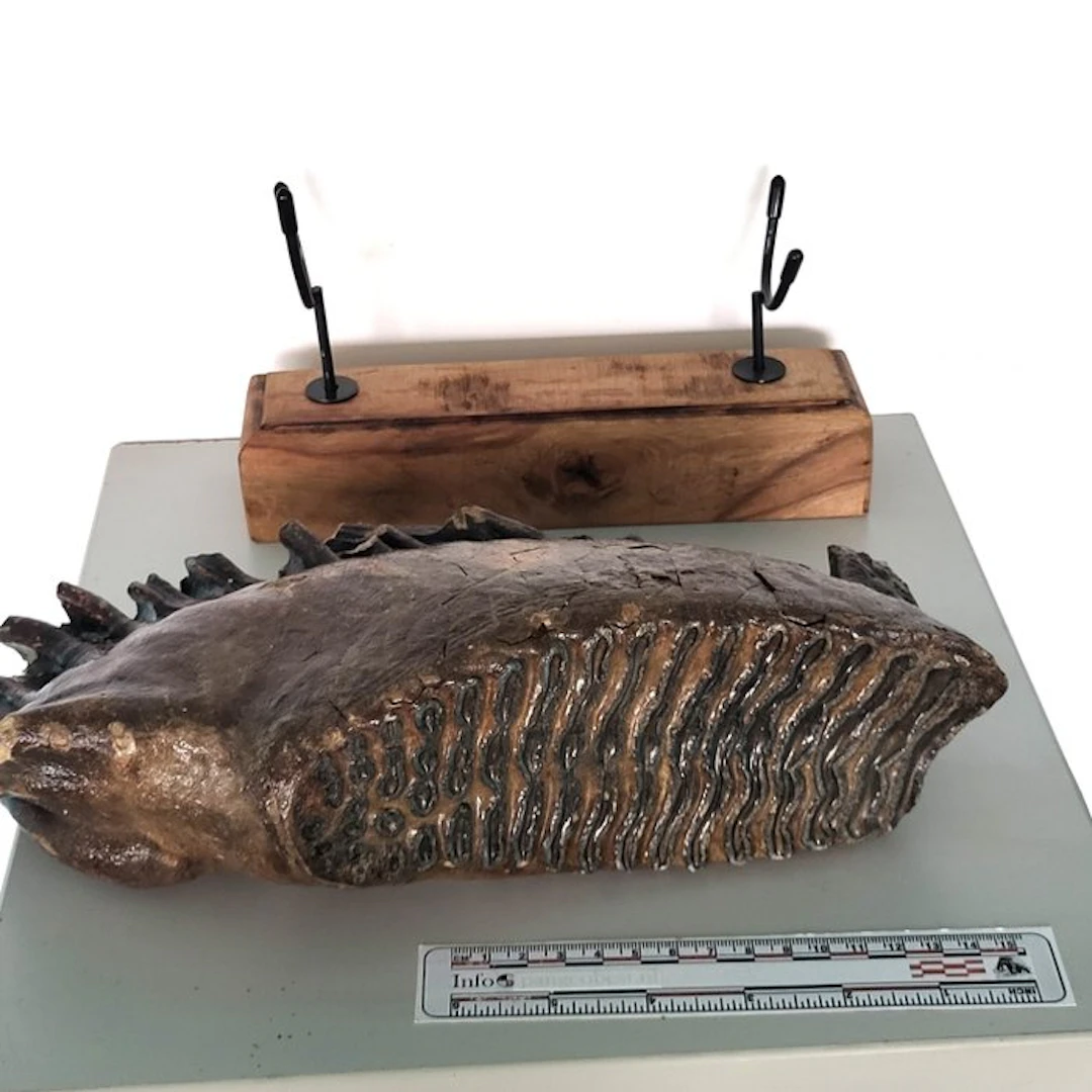 Fossil woolly mammoth tusk on a handmade stand (museum...