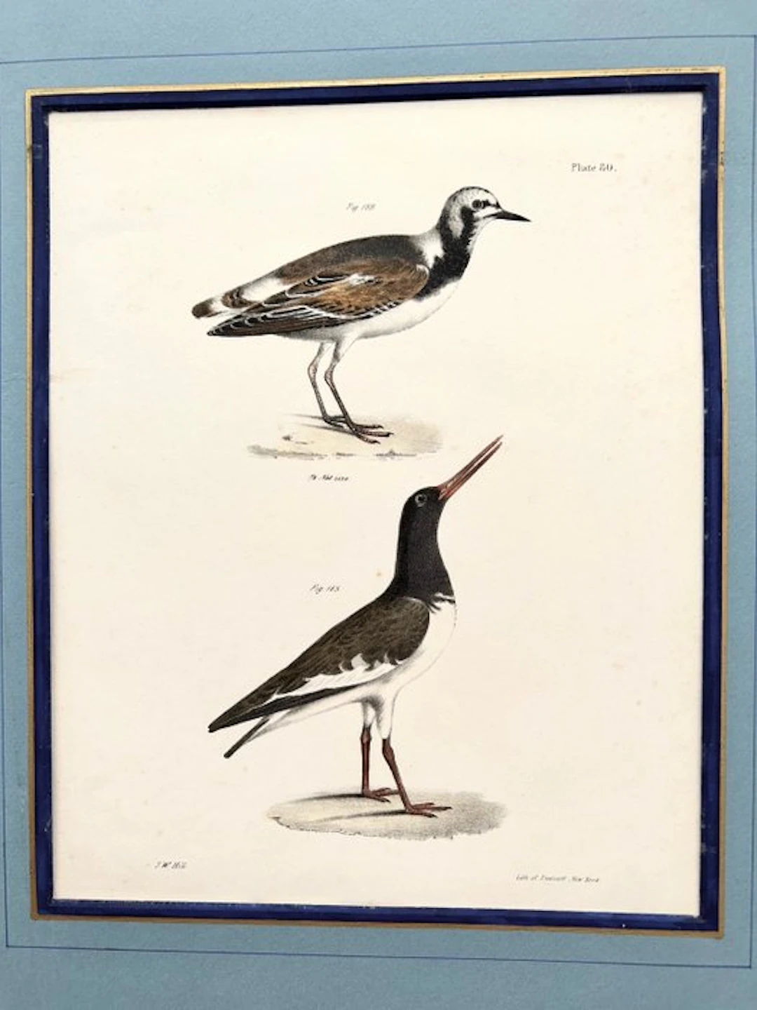 John William Hill - Turnstone and Oyster Catcher – Plate 80