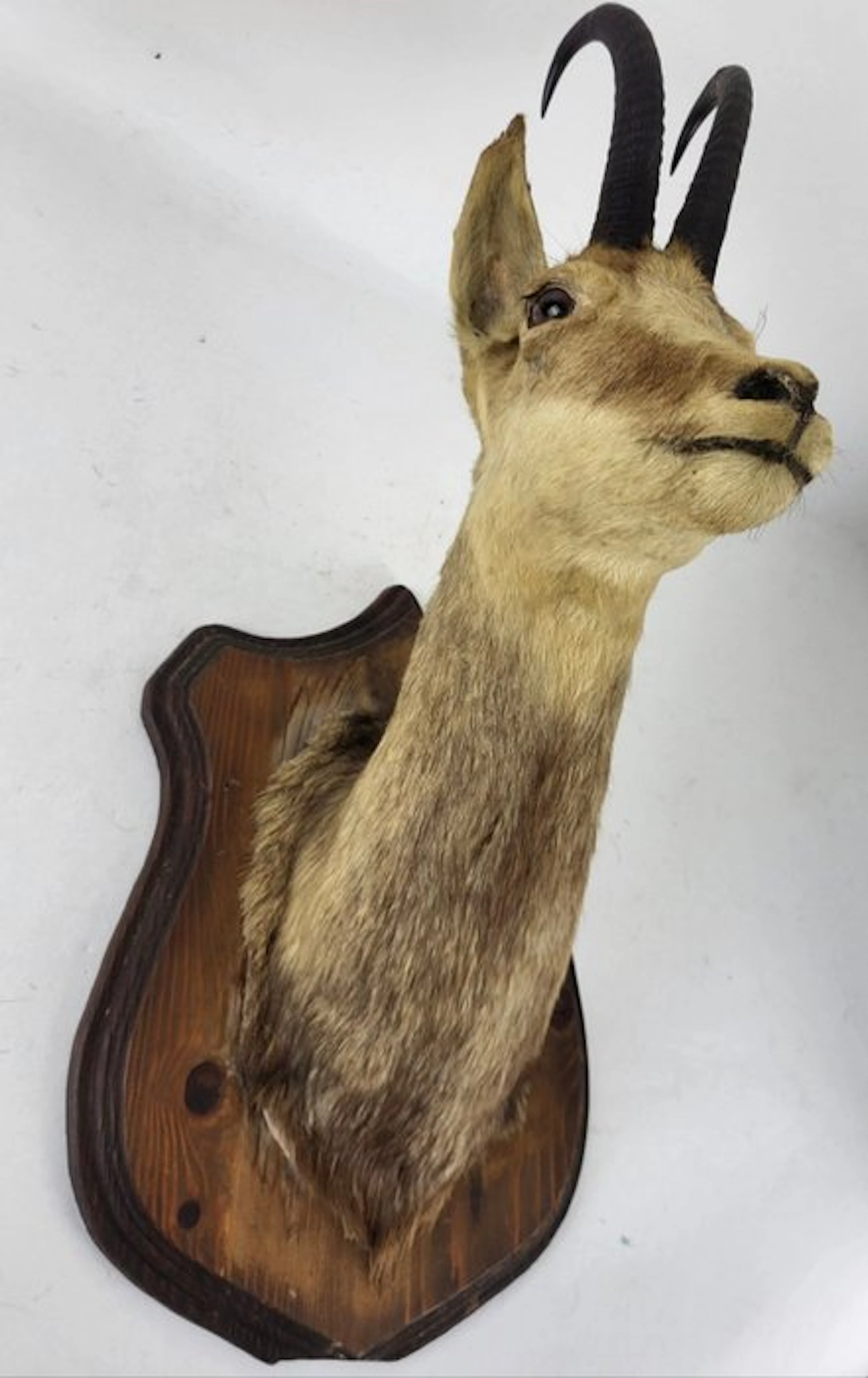 Chamois Taxidermy full body mount - Rupicapra rupicapra...