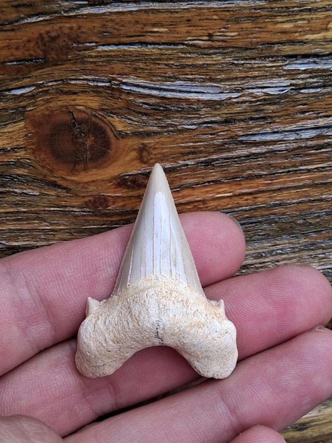 Shark - Fossil tooth - Otodus Obliquus - 4.5 cm - 3.5 cm (No reserve price)