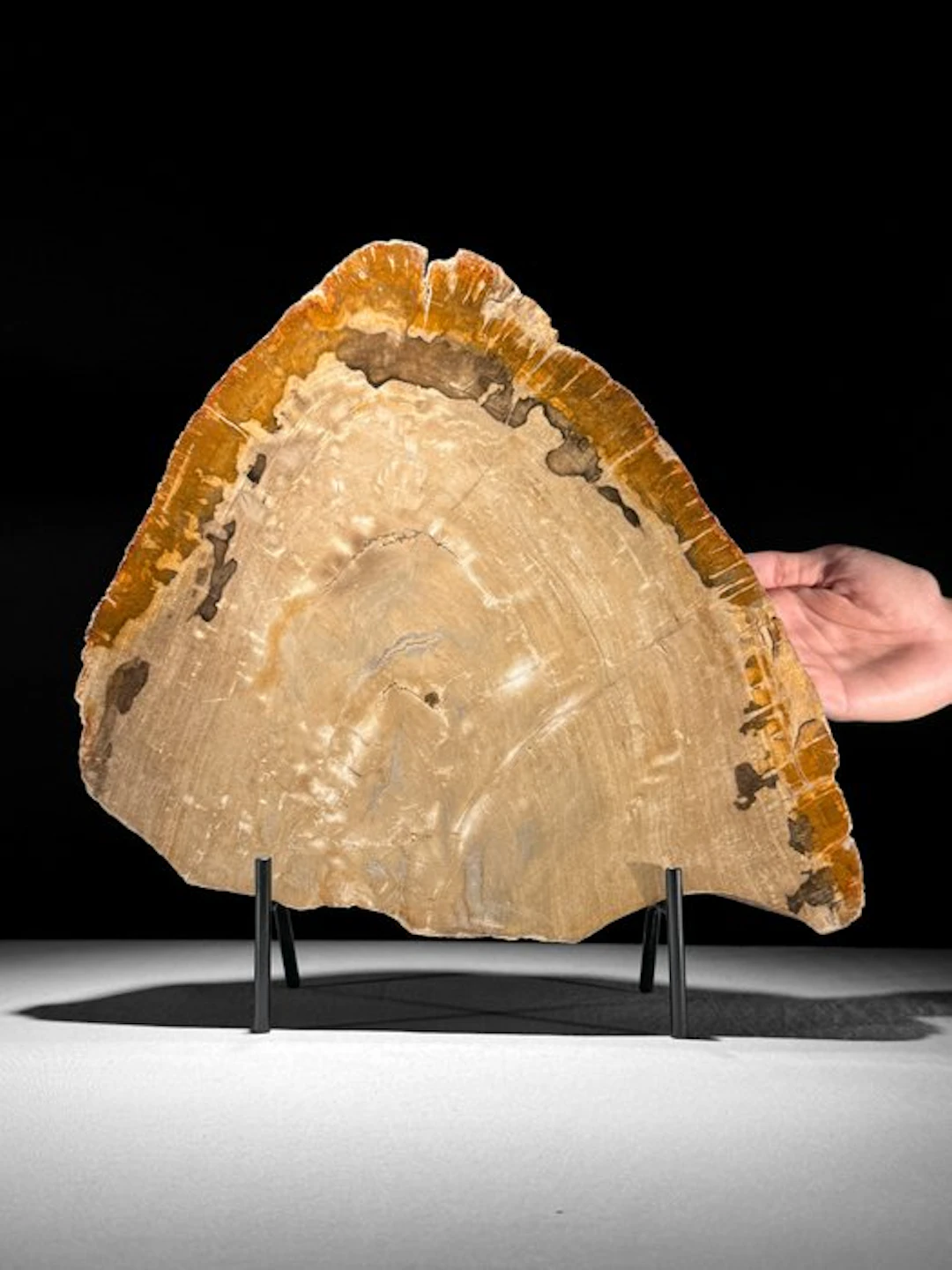 C- Wonderful Large Slice of Petrified Wood on a custom...