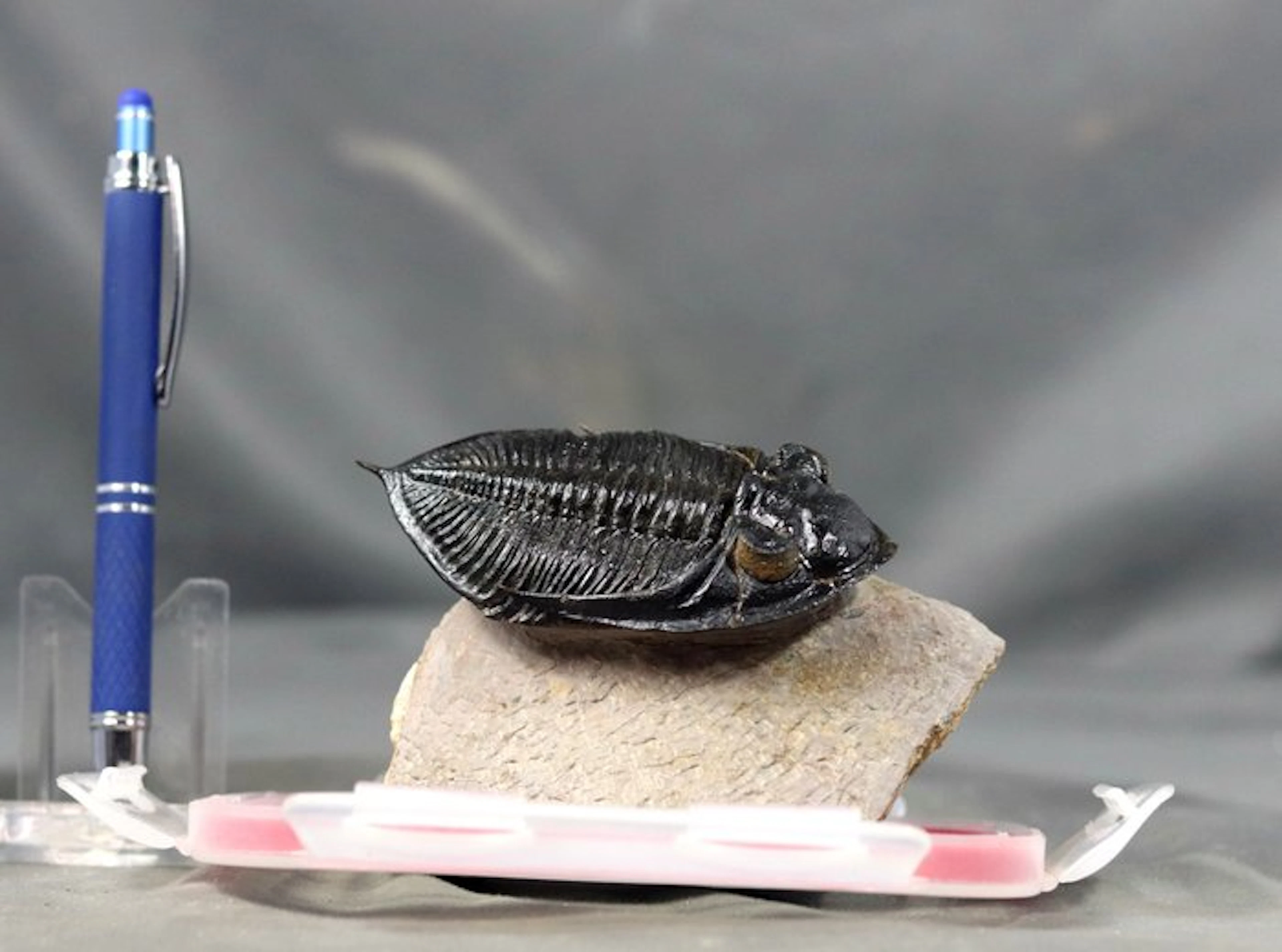 Finest trilobite fossil - Big size - Perfect yellow eyes...