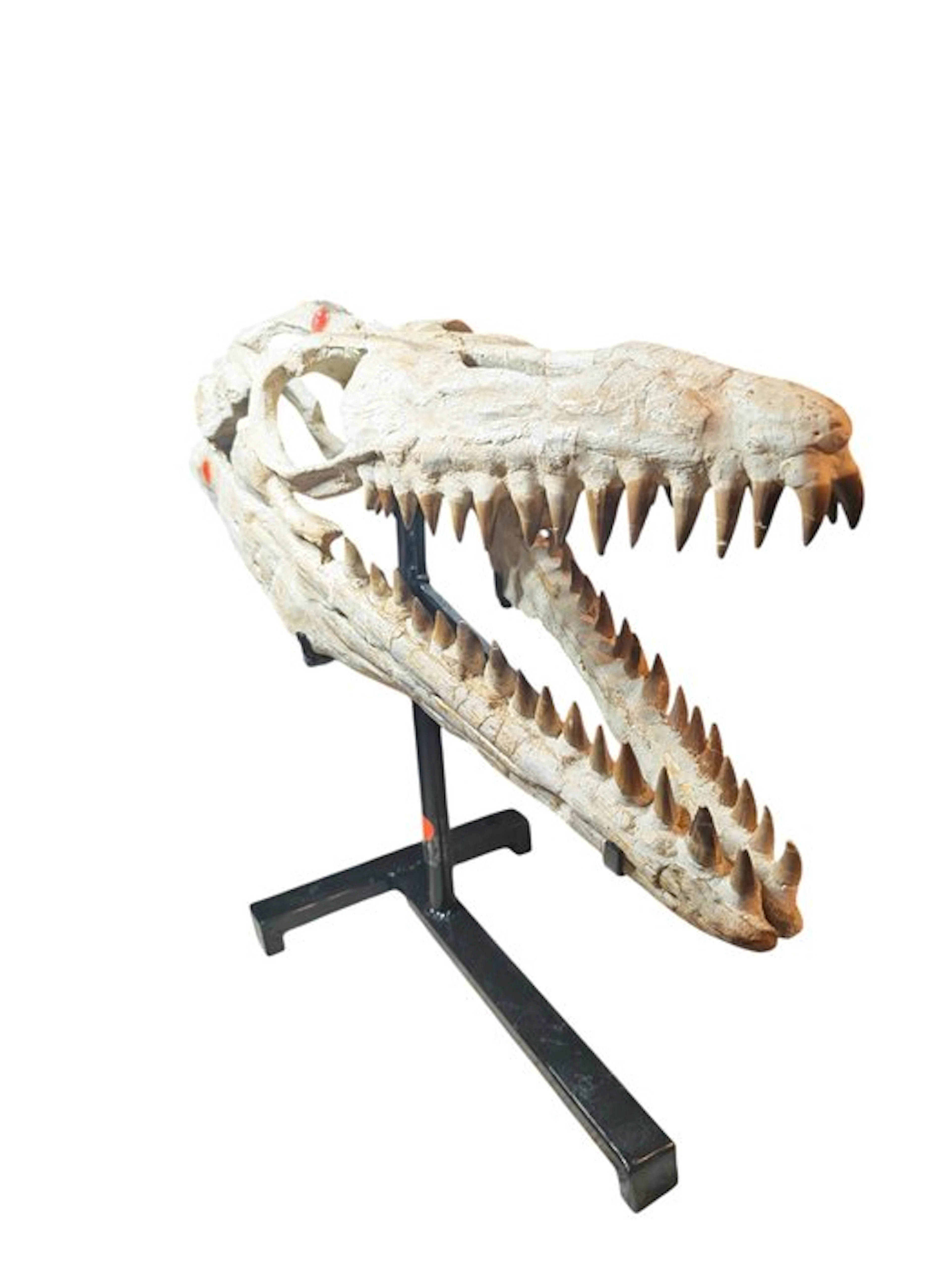 Stunning fossilized skull - Fossil skull - Thalassotitan atrox - 60 cm - 22 cm