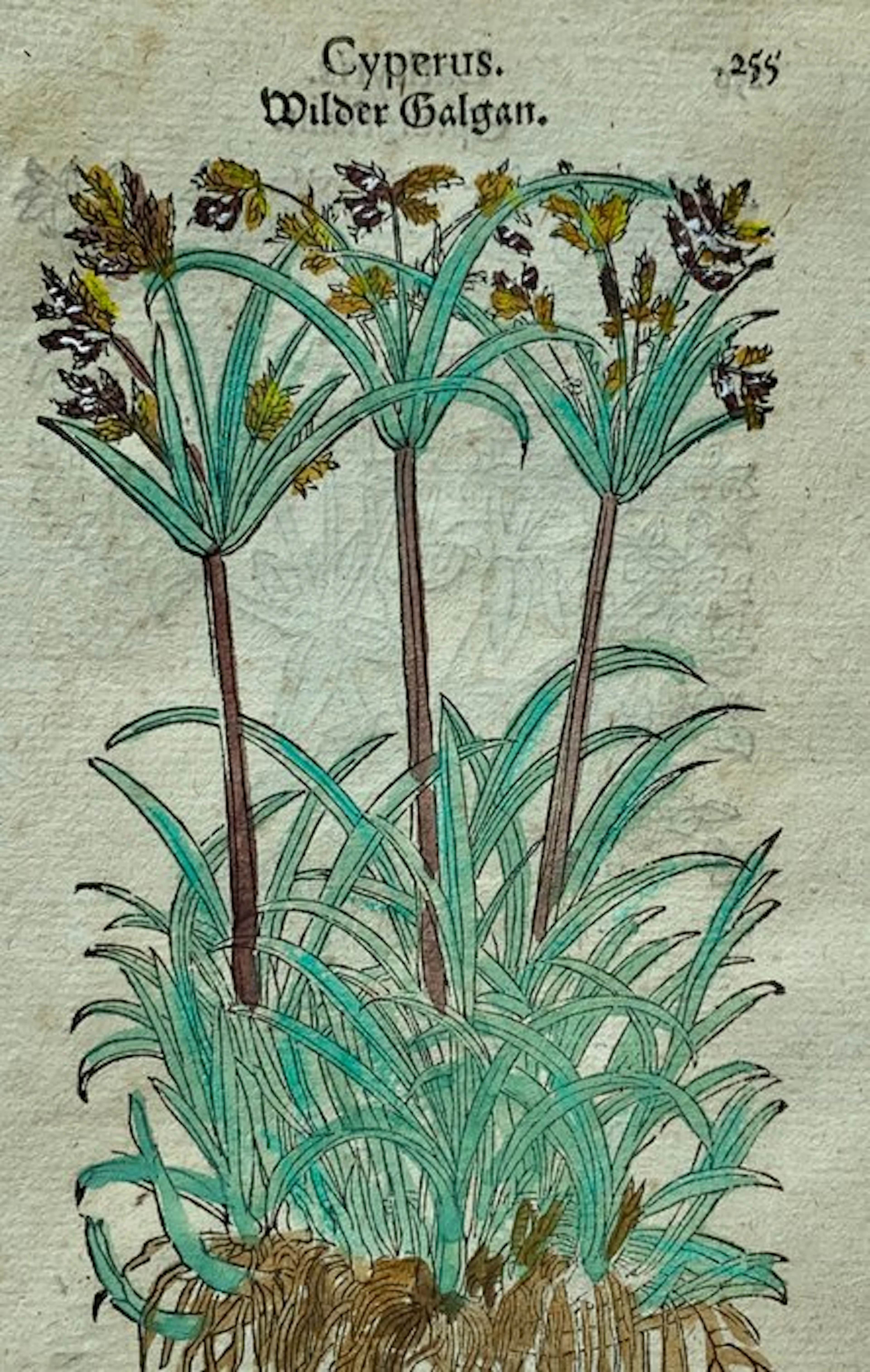 Leonhart Fuchs - Primi de stirpium historia...