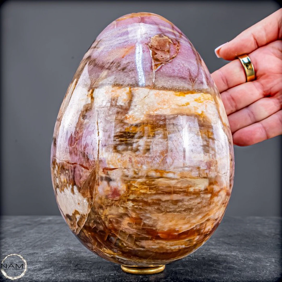 Natural petrified wood egg – 2.6 kg fossil beauty full of...